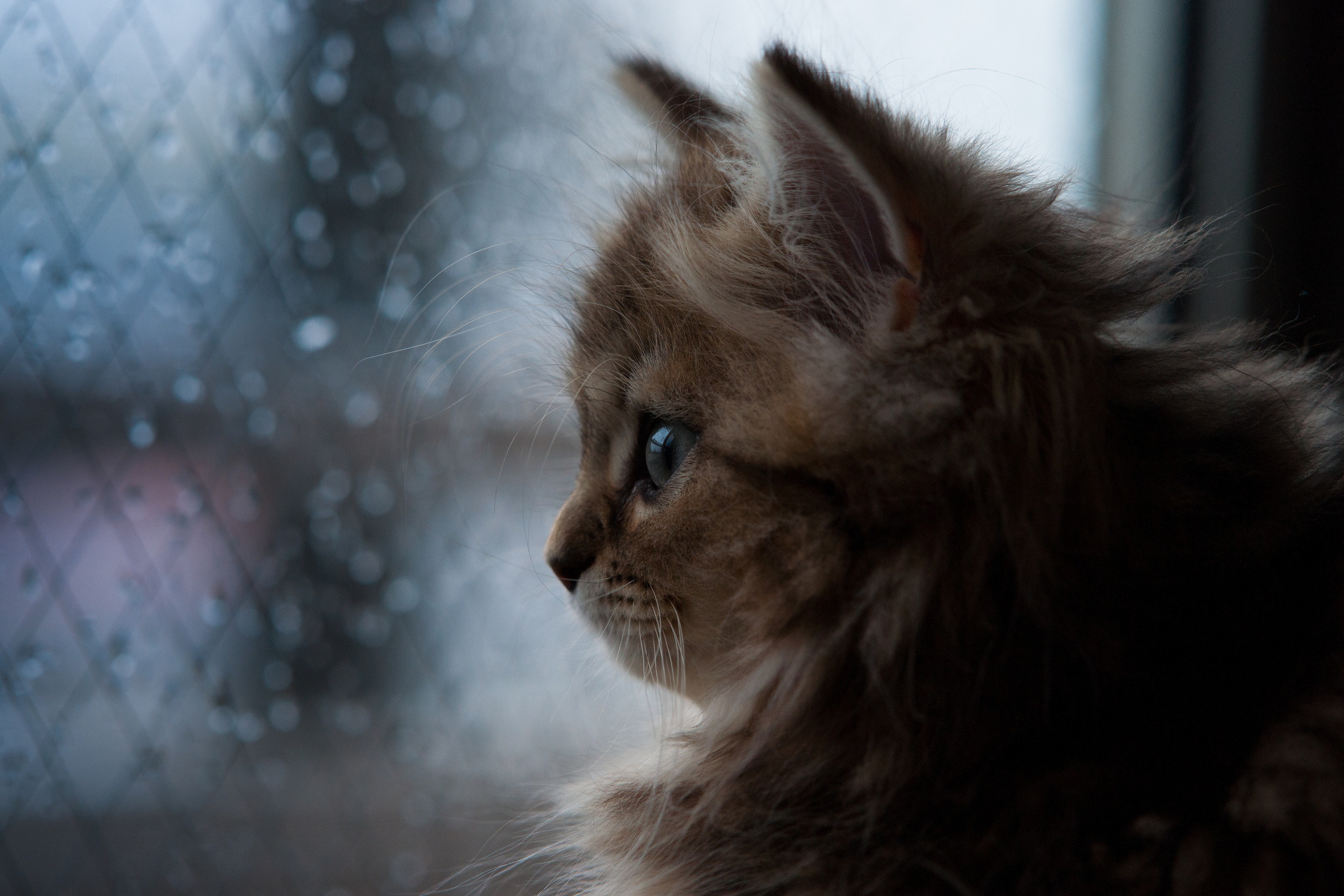 Baixe gratuitamente a imagem Gato, Gatos, Animais na área de trabalho do seu PC