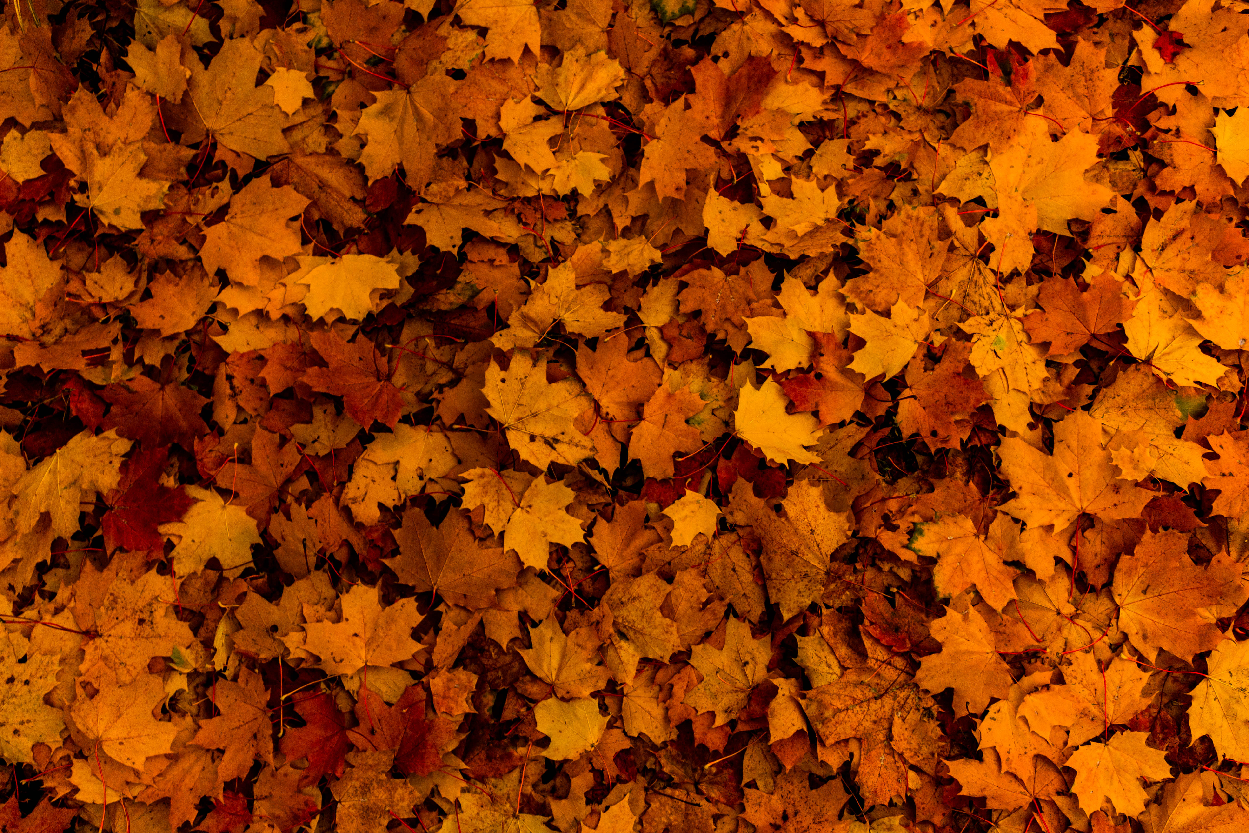 Скачать картинку Природа, Желтый, Осень, Листья в телефон бесплатно.