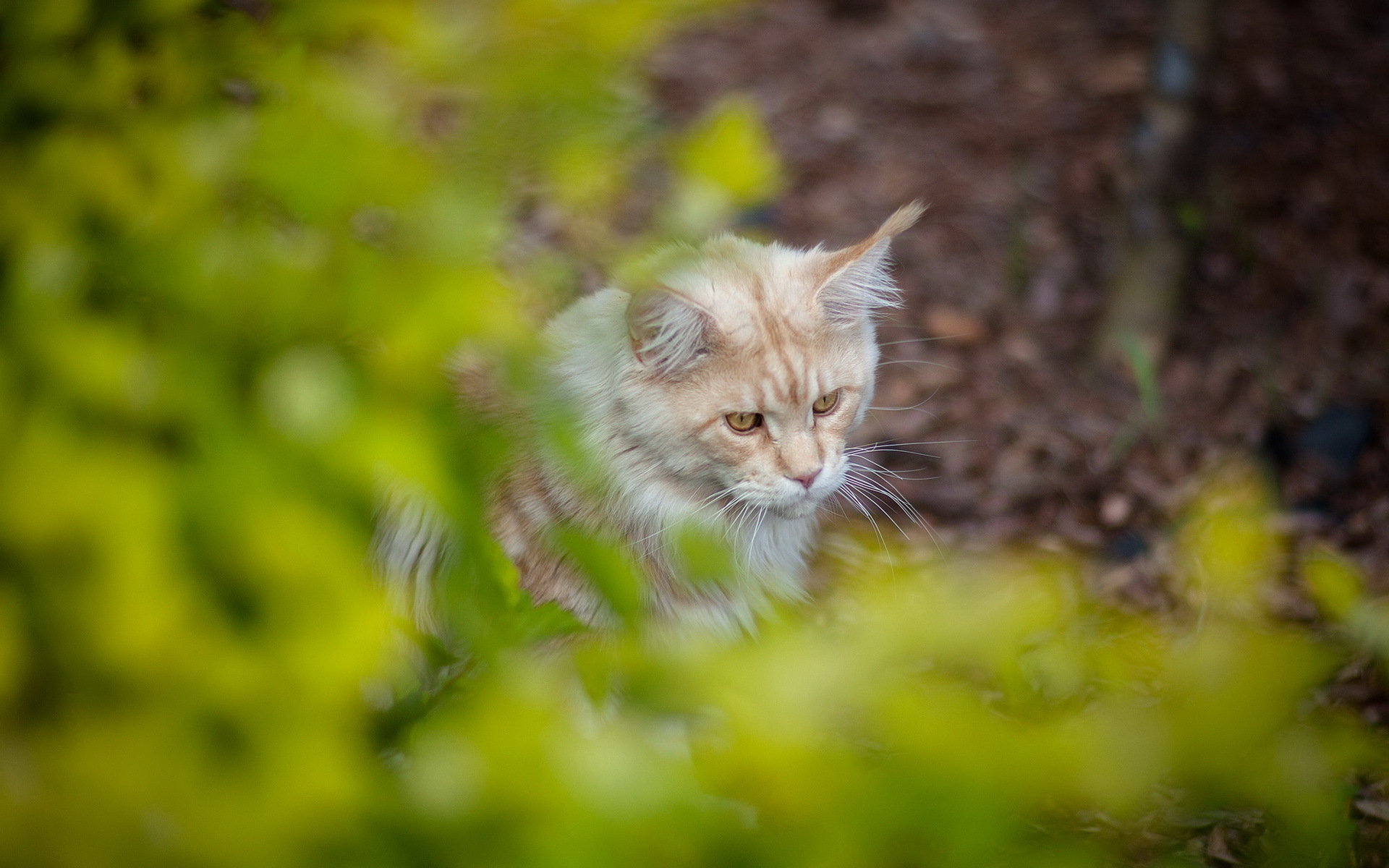 Laden Sie das Tiere, Katzen, Katze-Bild kostenlos auf Ihren PC-Desktop herunter