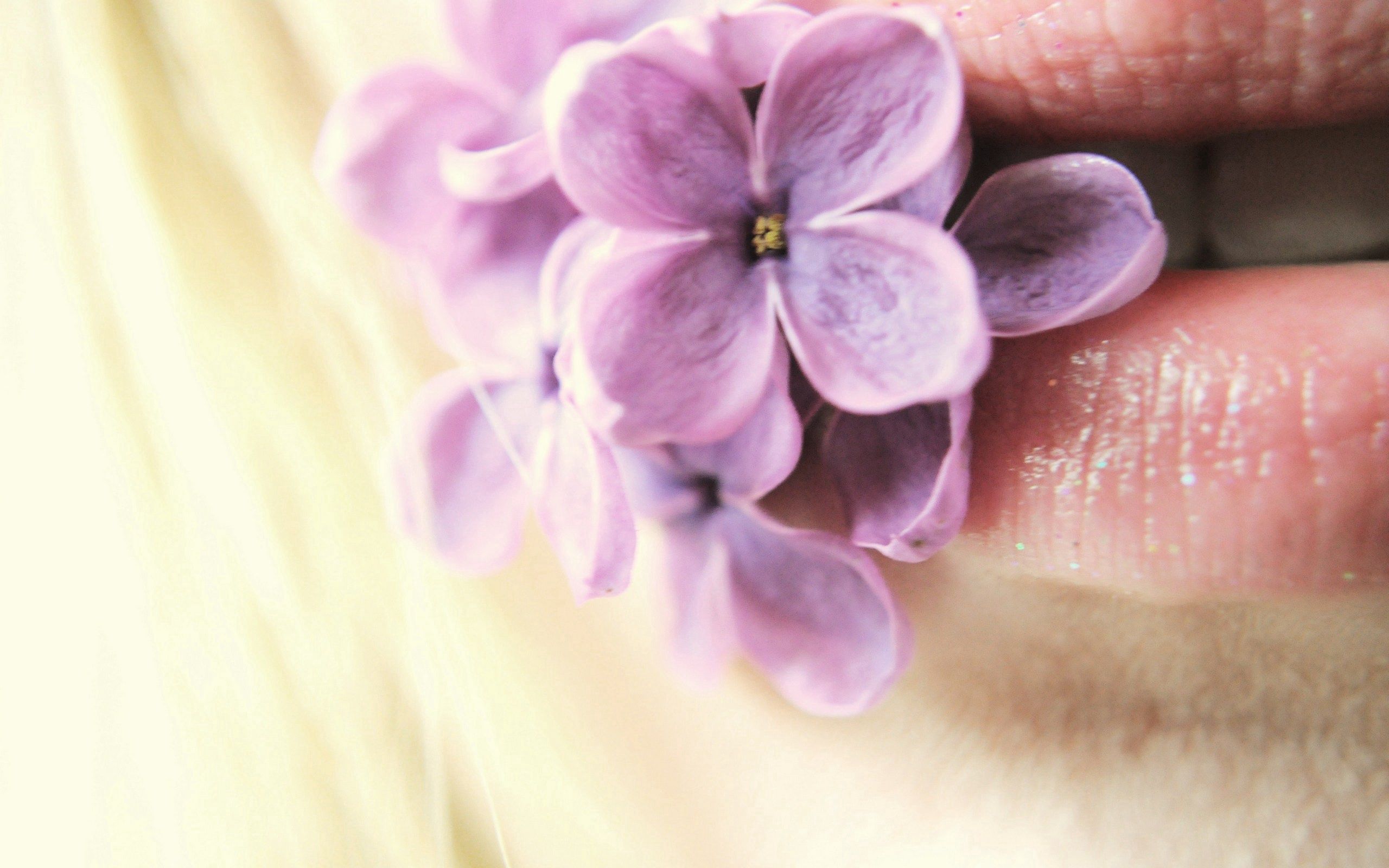 Handy-Wallpaper Lippen, Lilac, Makro, Blumen kostenlos herunterladen.