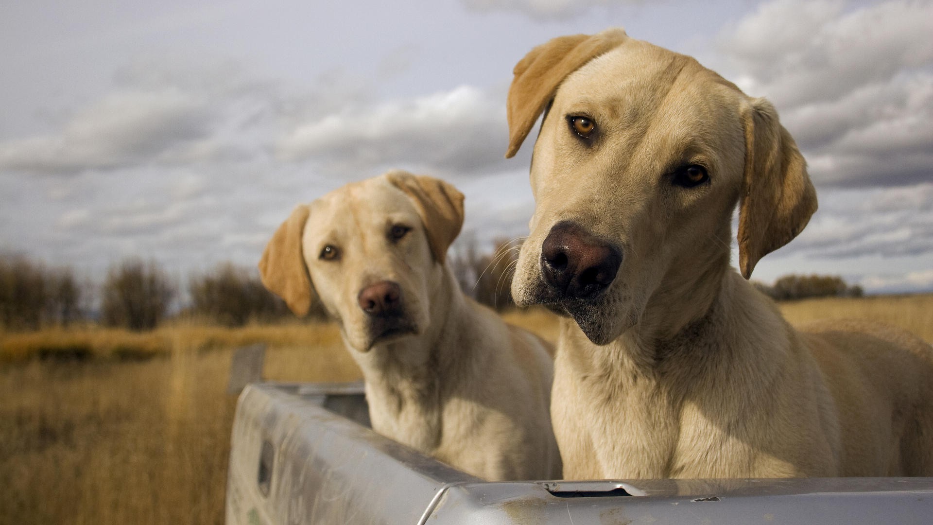 Baixar papel de parede para celular de Animais, Cão, Labrador Retriever gratuito.