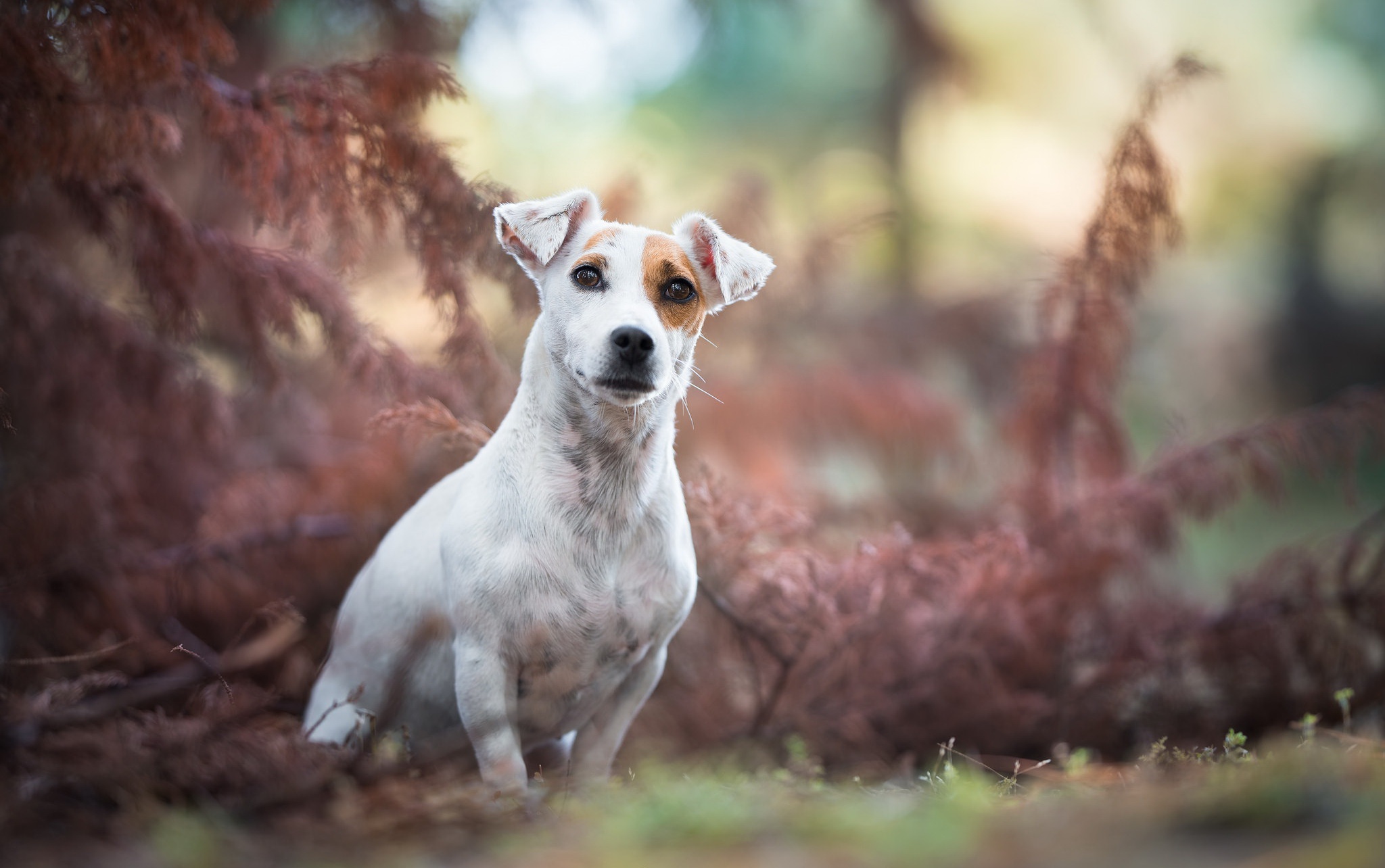 Free download wallpaper Dogs, Dog, Animal, Jack Russell Terrier, Depth Of Field on your PC desktop