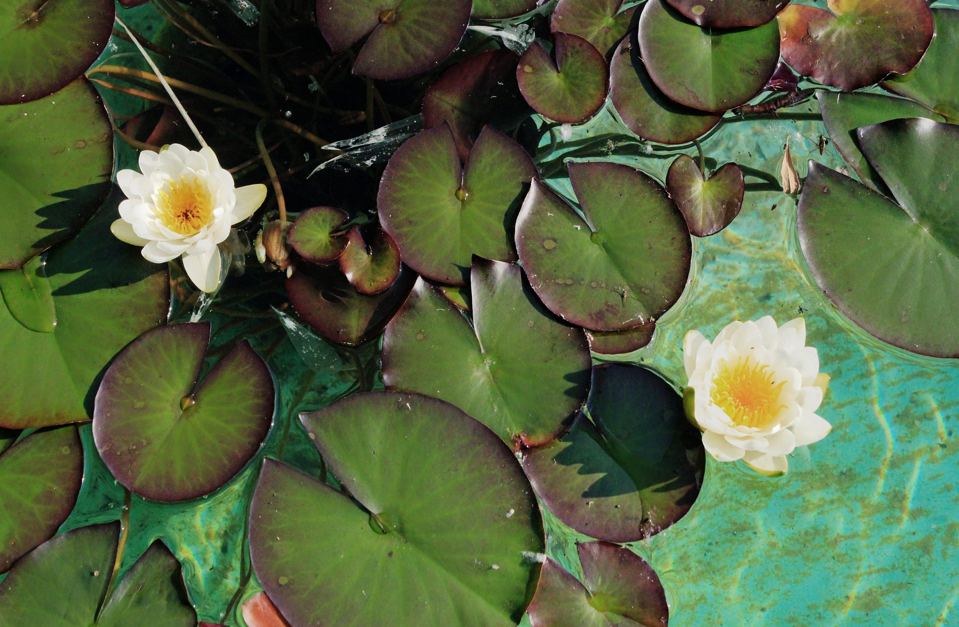 Téléchargez des papiers peints mobile Lotus, Fleurs, Terre/nature gratuitement.