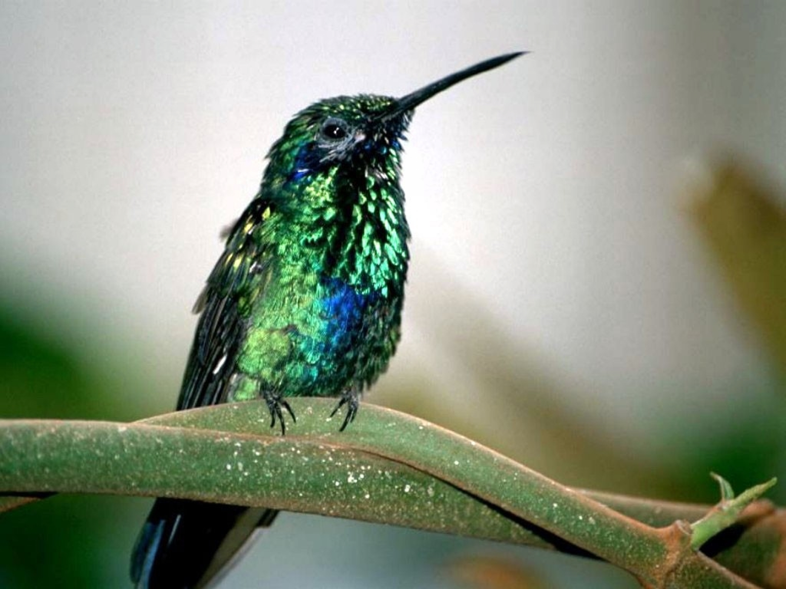 Free download wallpaper Birds, Animal, Hummingbird on your PC desktop