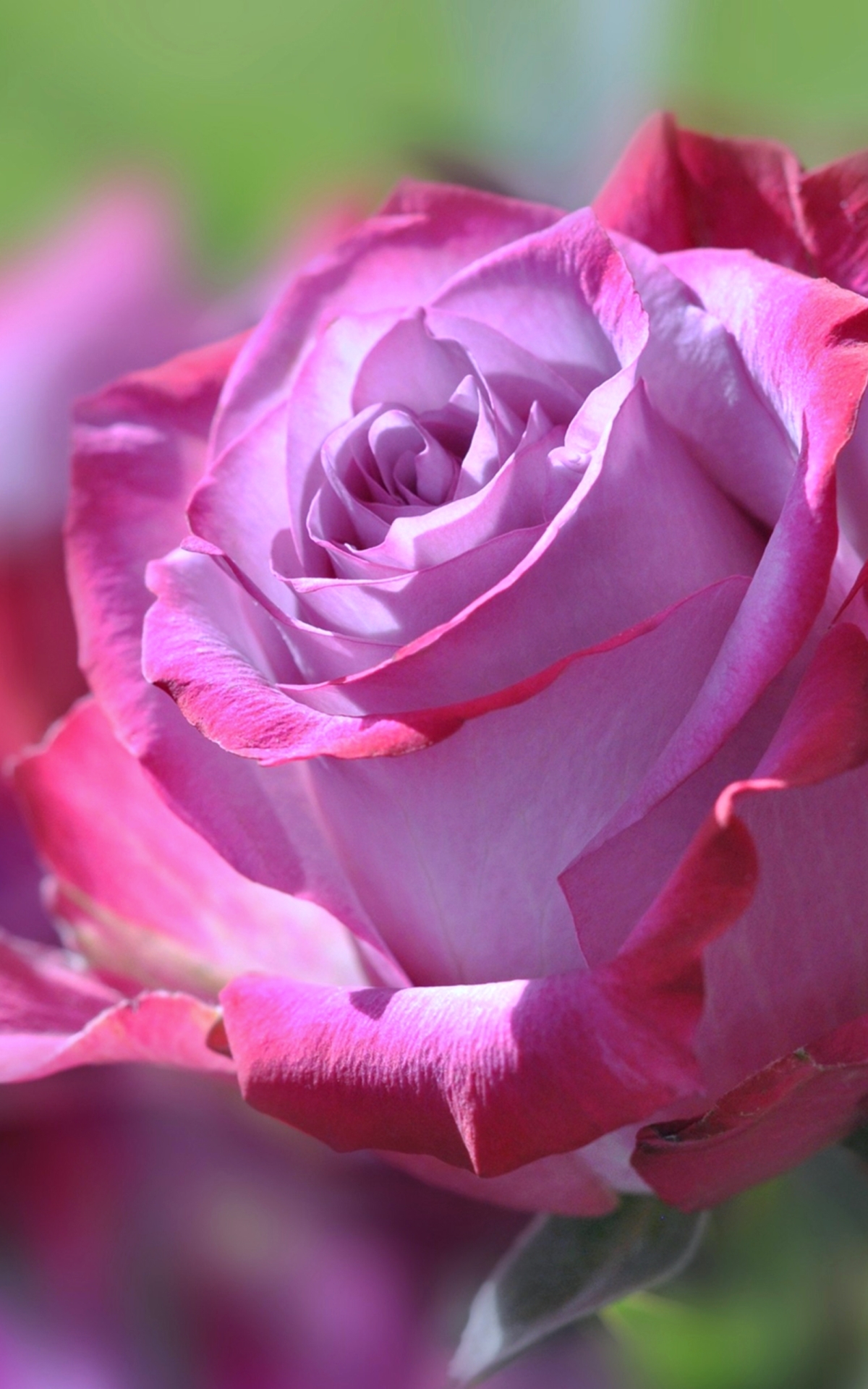Скачать картинку Цветок, Роза, Земля/природа, Розовый Цветок, Флауэрсы в телефон бесплатно.