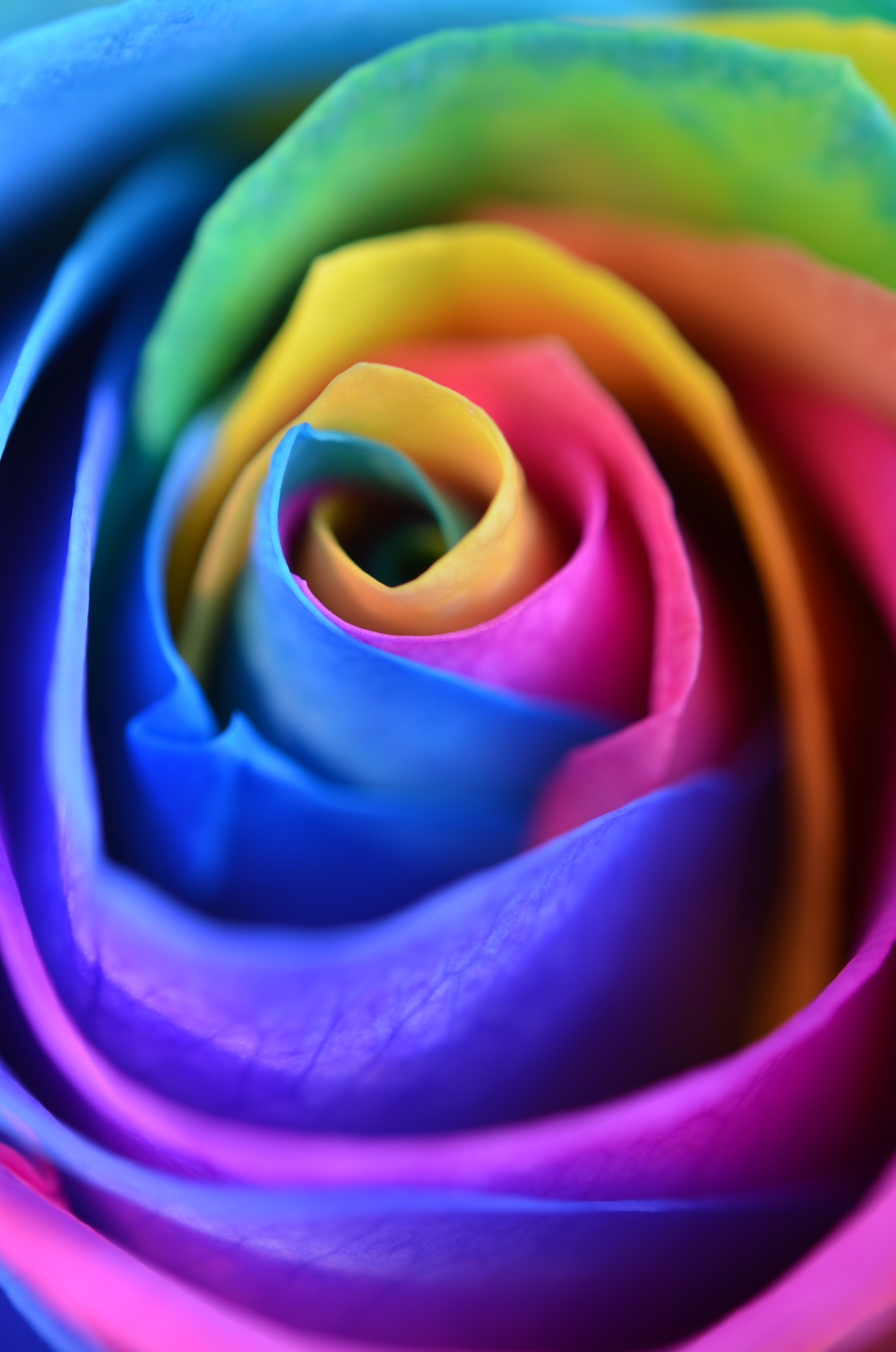 Скачать обои бесплатно Лепестки, Разноцветный, Роза, Макро, Цветок картинка на рабочий стол ПК