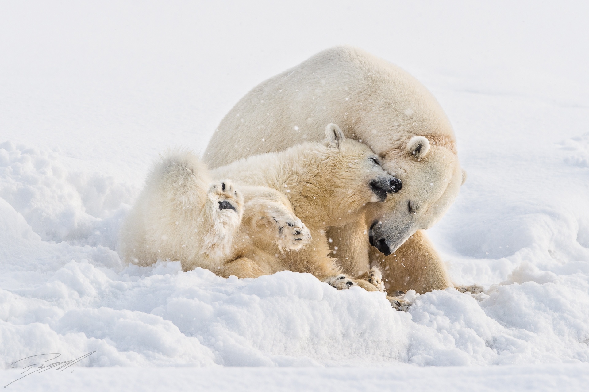 Baixar papel de parede para celular de Animais, Neve, Urso Polar, Ursos gratuito.