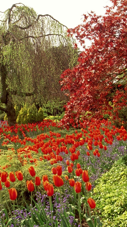 Скачать картинку Тюльпан, Сад, Сделано Человеком, Дерево, Цветок в телефон бесплатно.