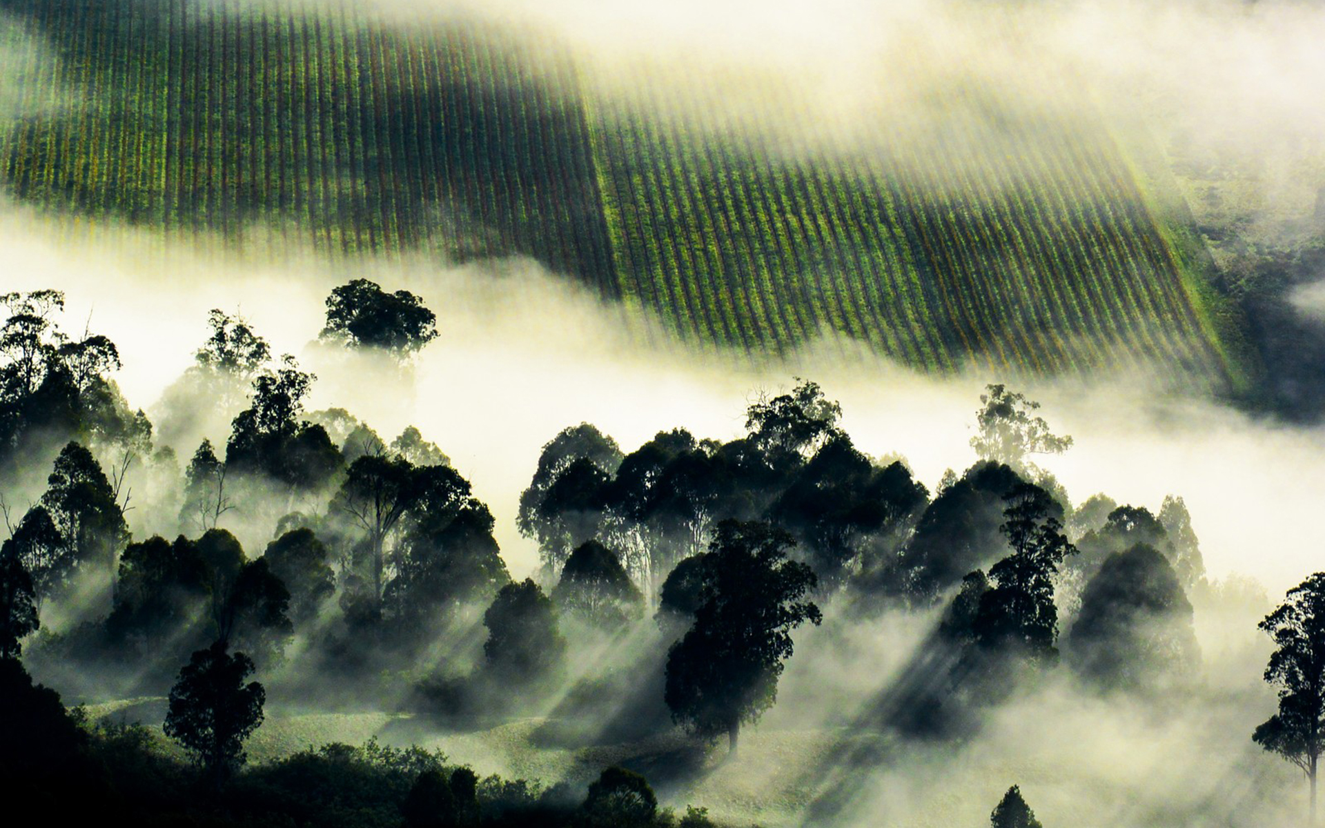 Handy-Wallpaper Landschaft, Nebel, Erde/natur kostenlos herunterladen.