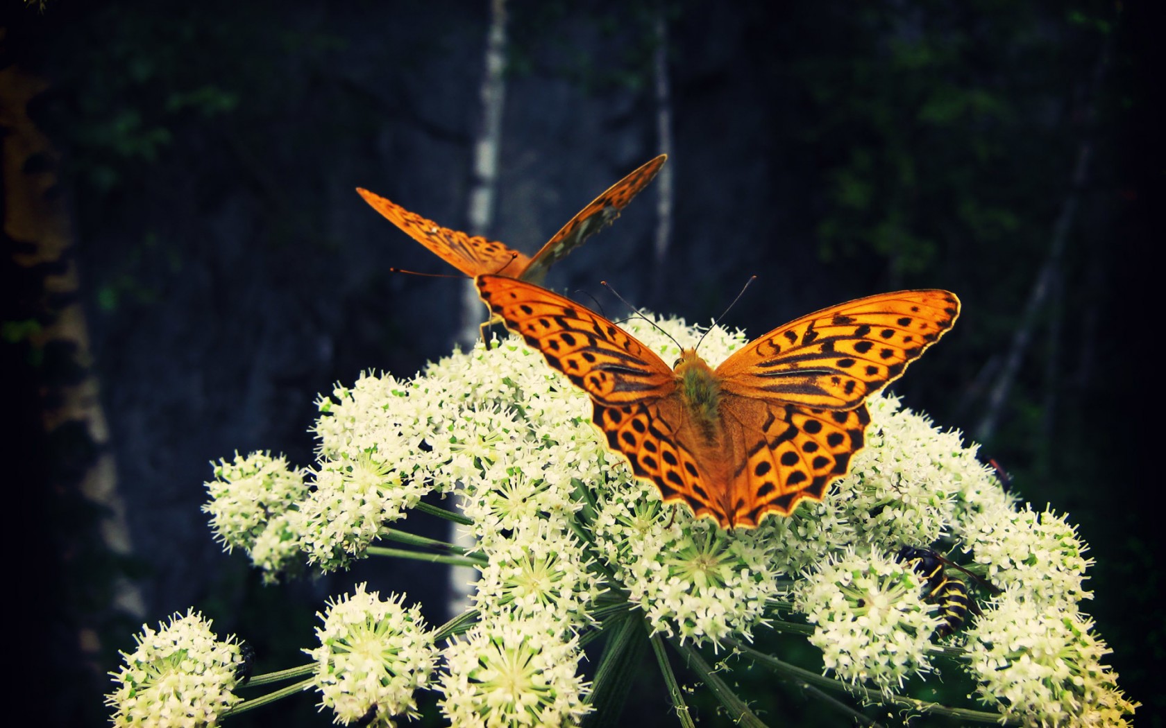 Handy-Wallpaper Tiere, Schmetterlinge, Blume, Nahansicht, Orange Farbe) kostenlos herunterladen.