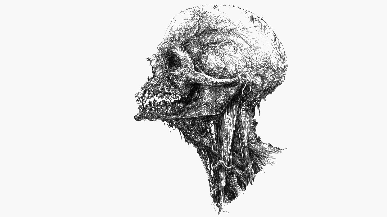 Download mobile wallpaper Dark, Skull for free.