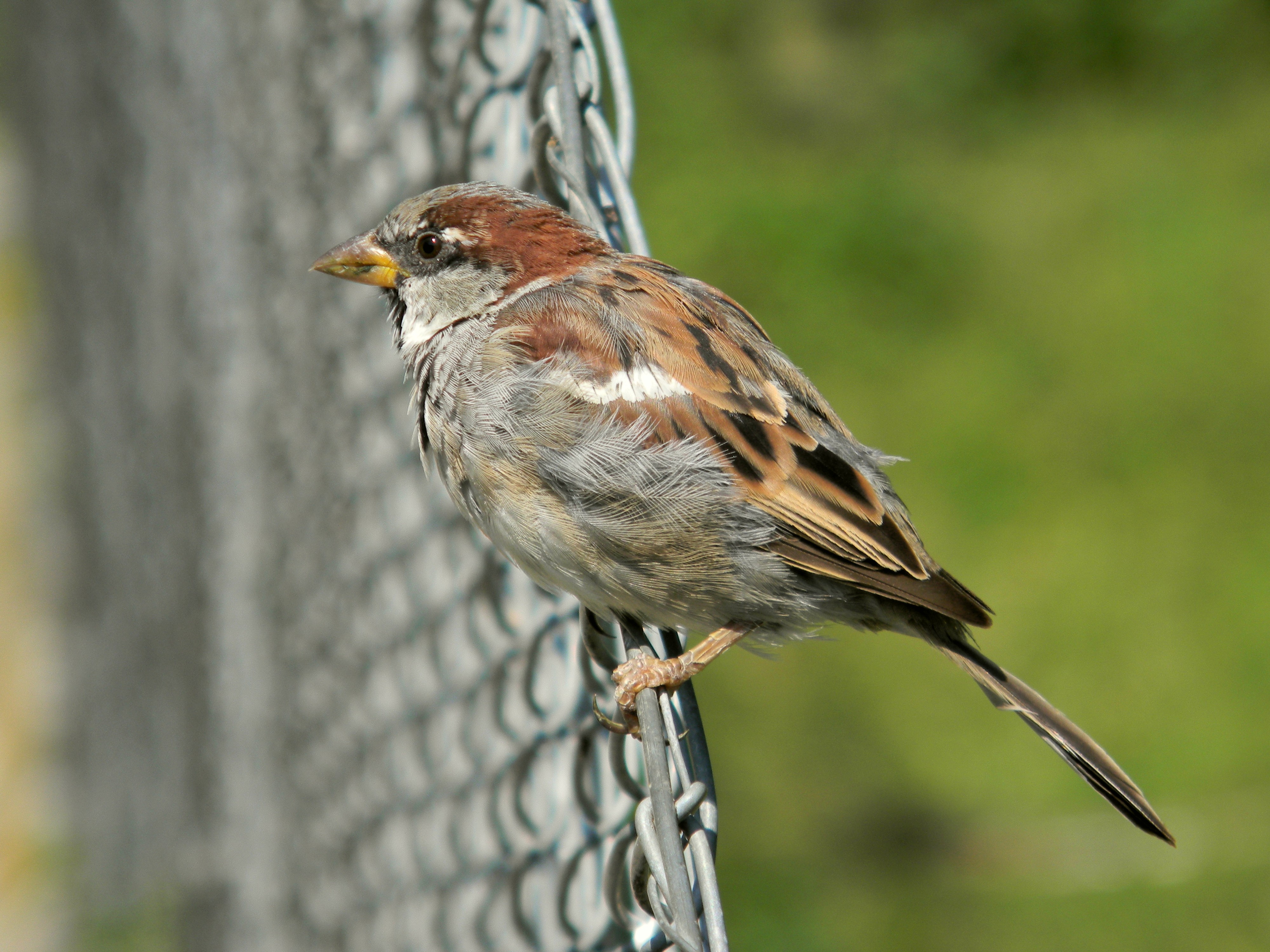 Download mobile wallpaper Sparrow, Bird, Birds, Animal for free.