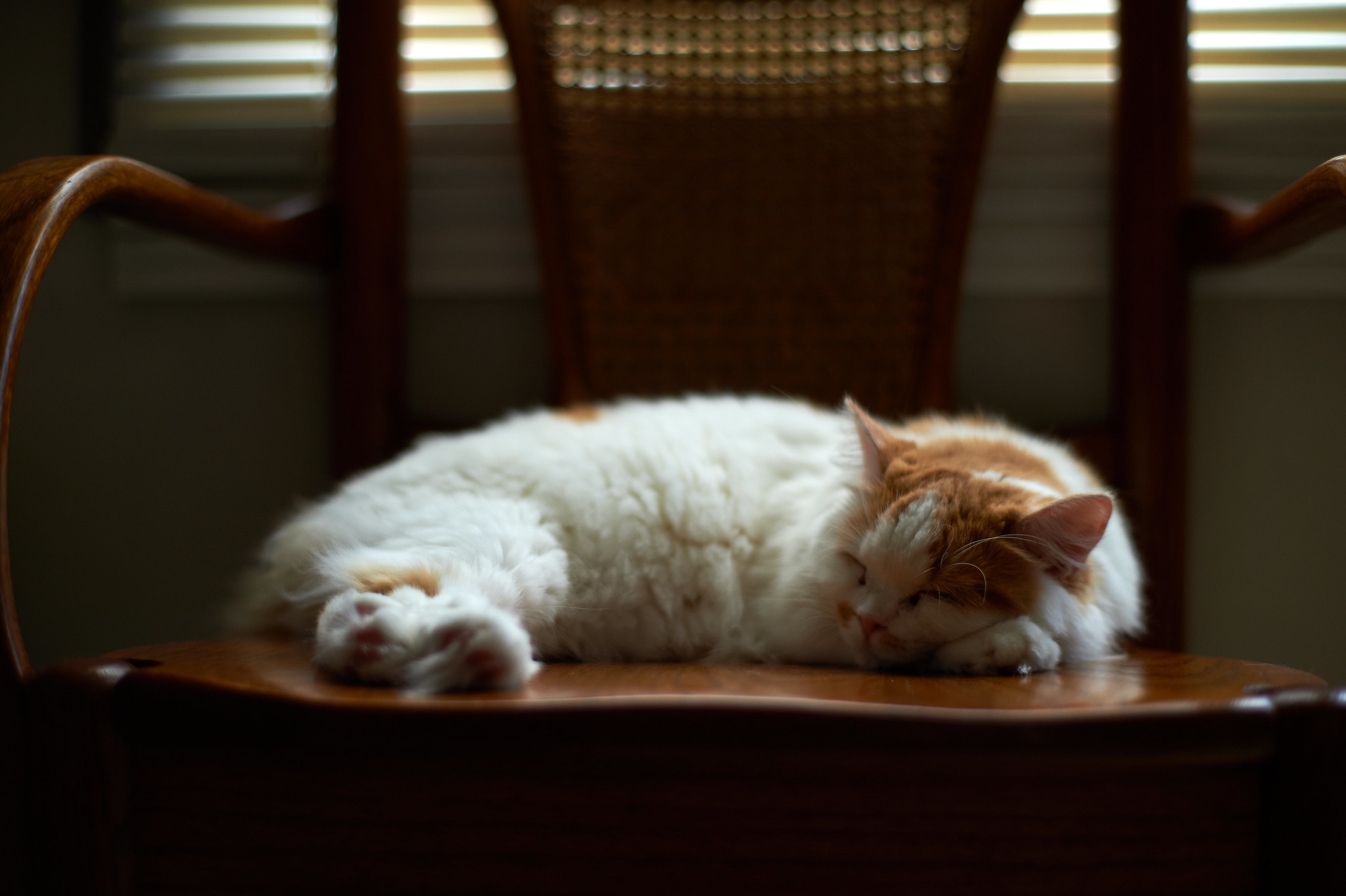 Baixe gratuitamente a imagem Animais, Gatos, Gato, Dormindo na área de trabalho do seu PC