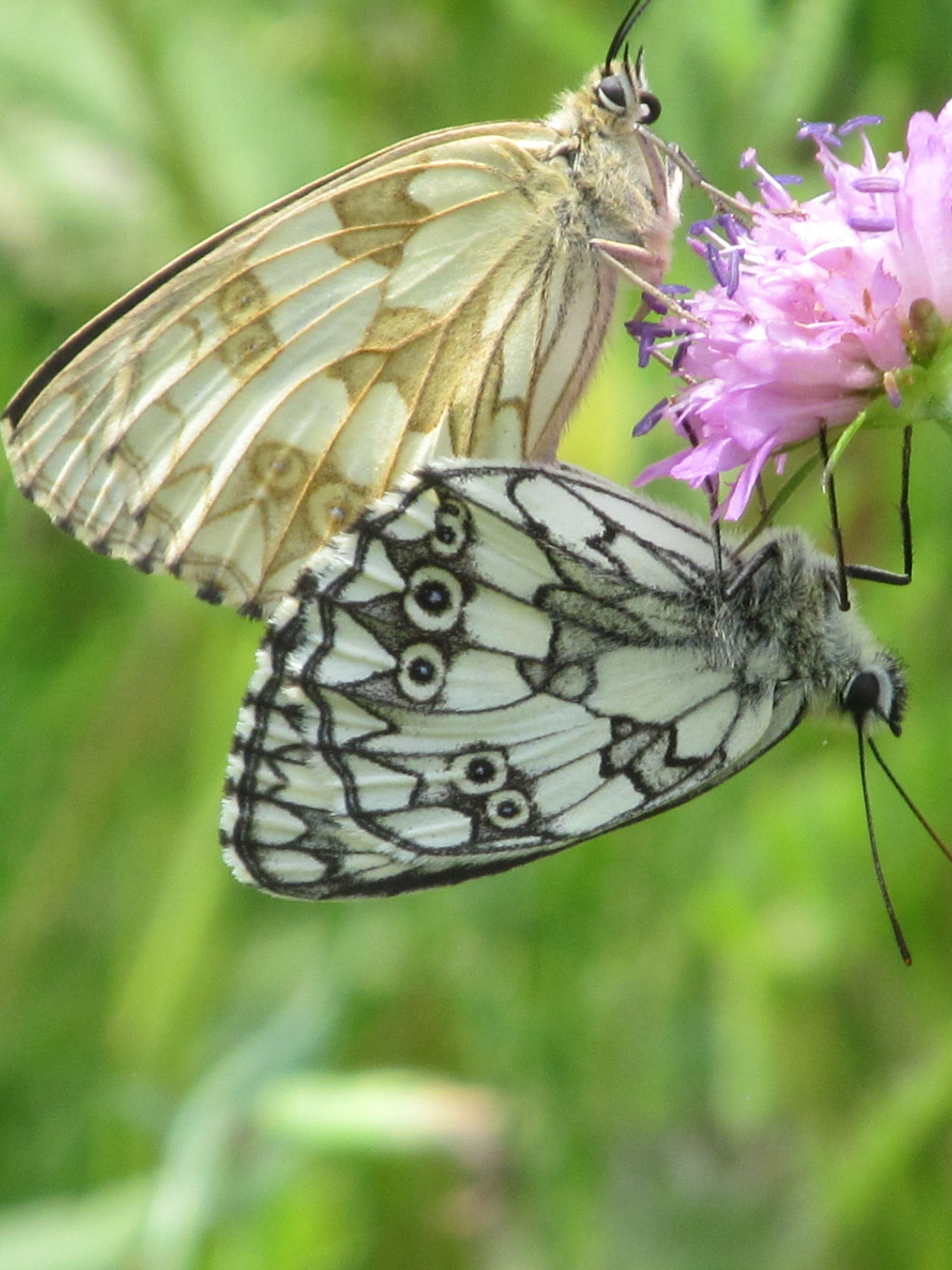 Download mobile wallpaper Butterfly, Animal for free.