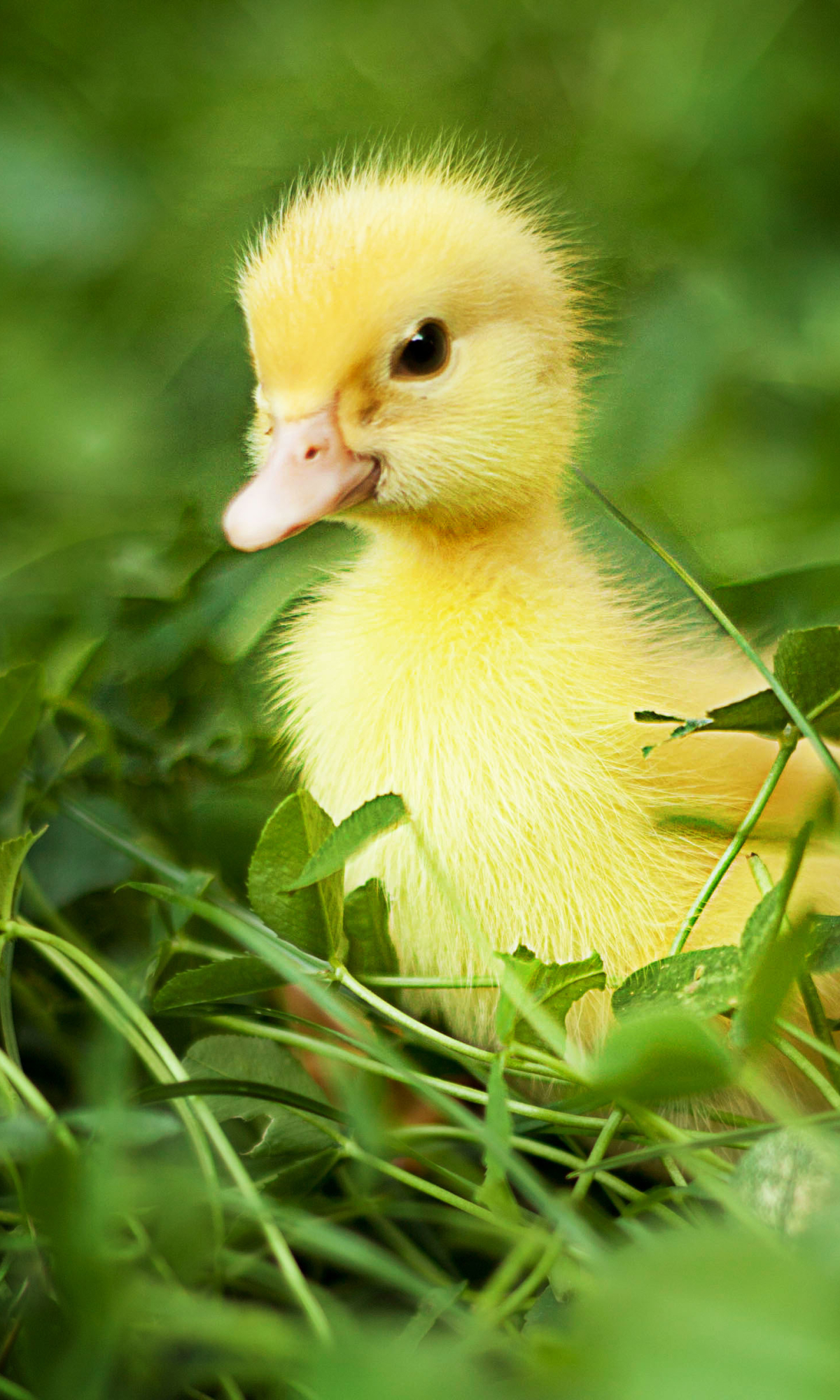 Download mobile wallpaper Birds, Animal, Duck for free.