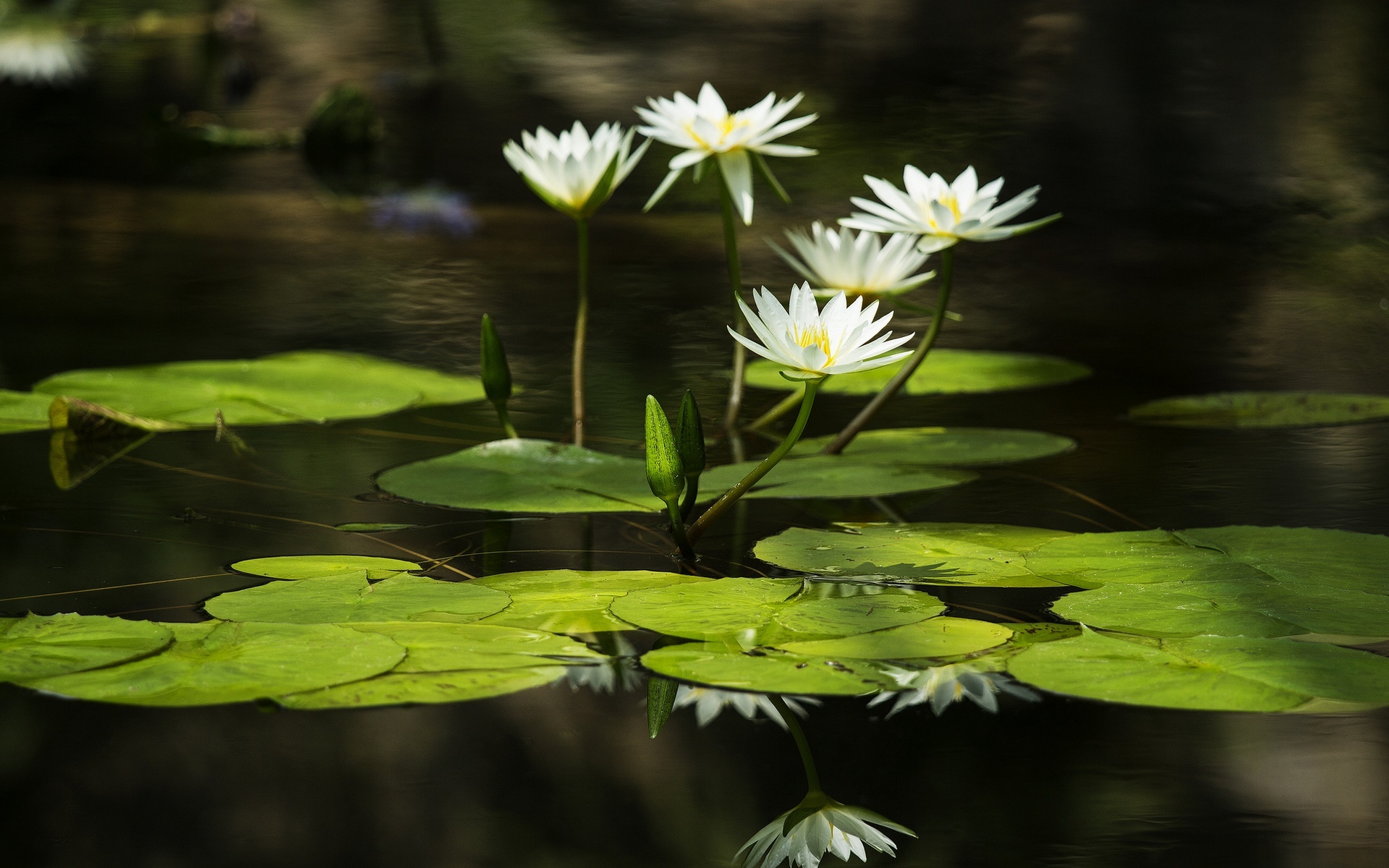 Baixe gratuitamente a imagem Natureza, Flores, Flor, Folha, Flor Branca, Terra/natureza, Reflecção, Lírio De Água na área de trabalho do seu PC