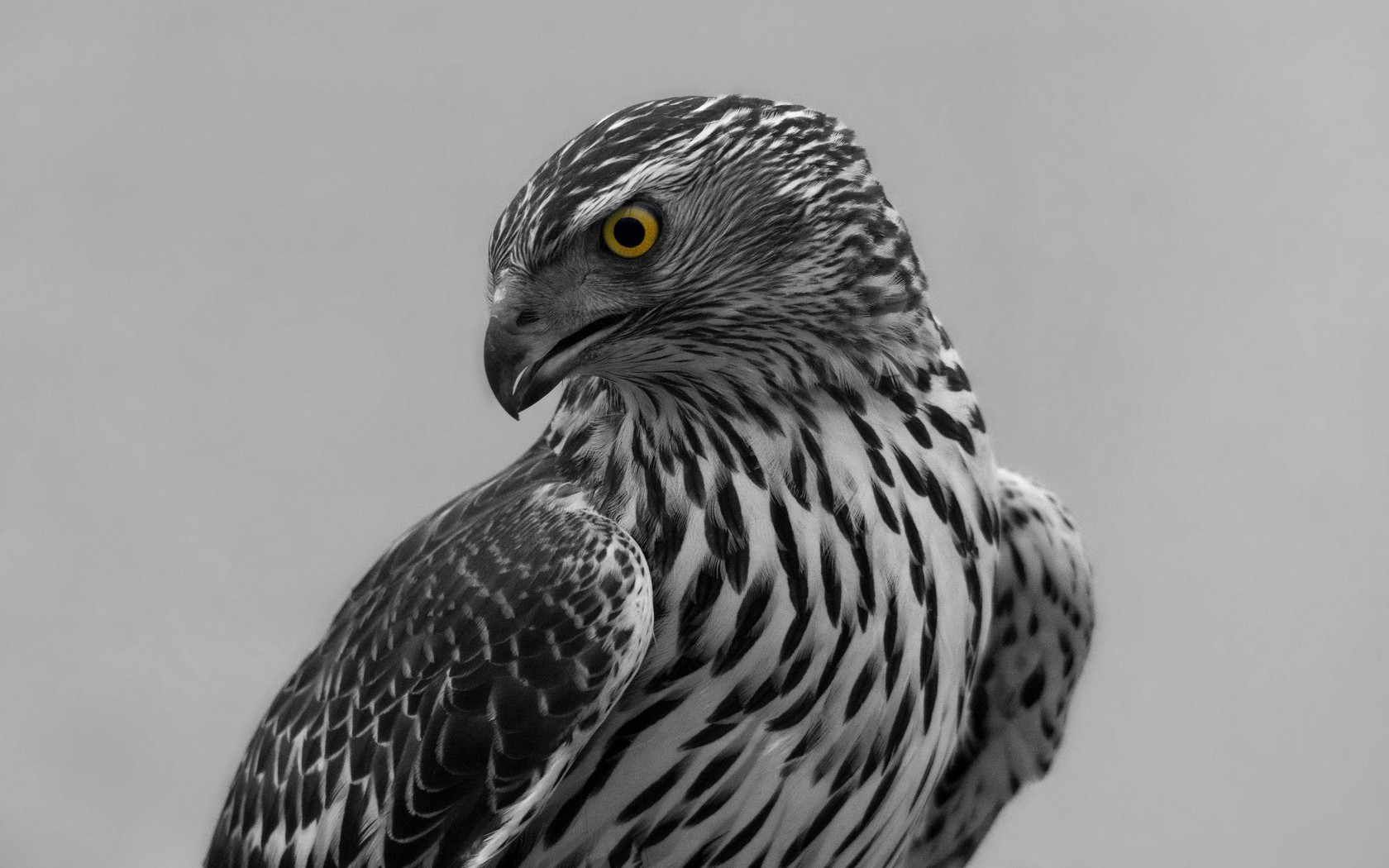 Download mobile wallpaper Falcon, Animal for free.