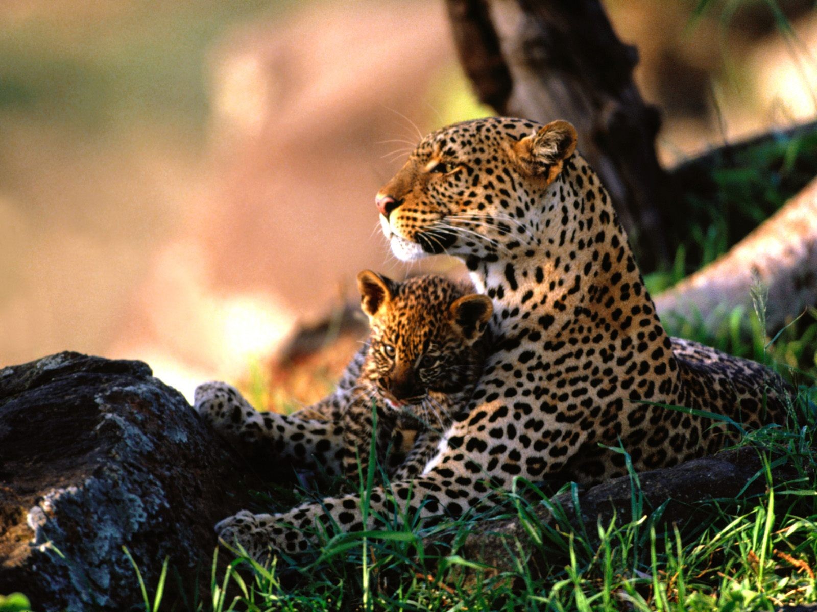 Laden Sie das Tiere, Katzen, Leopard, Tierbaby, Jungtier-Bild kostenlos auf Ihren PC-Desktop herunter