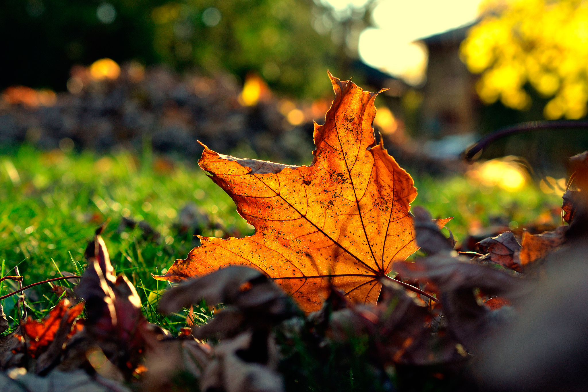 Скачать картинку Природа, Трава, Осень, Лист, Земля/природа в телефон бесплатно.