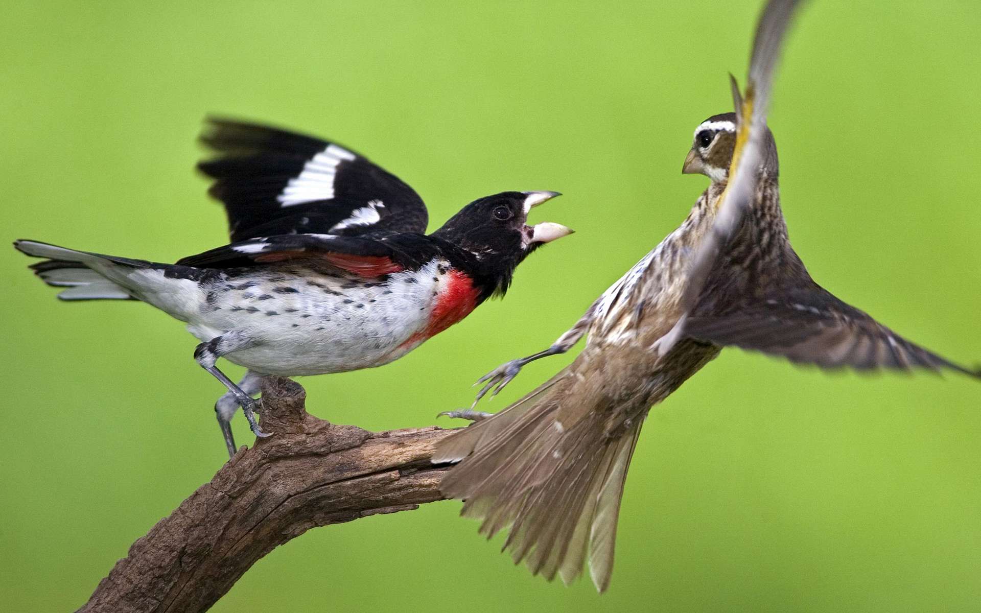 Téléchargez gratuitement l'image Animaux, Oiseau, Des Oiseaux sur le bureau de votre PC