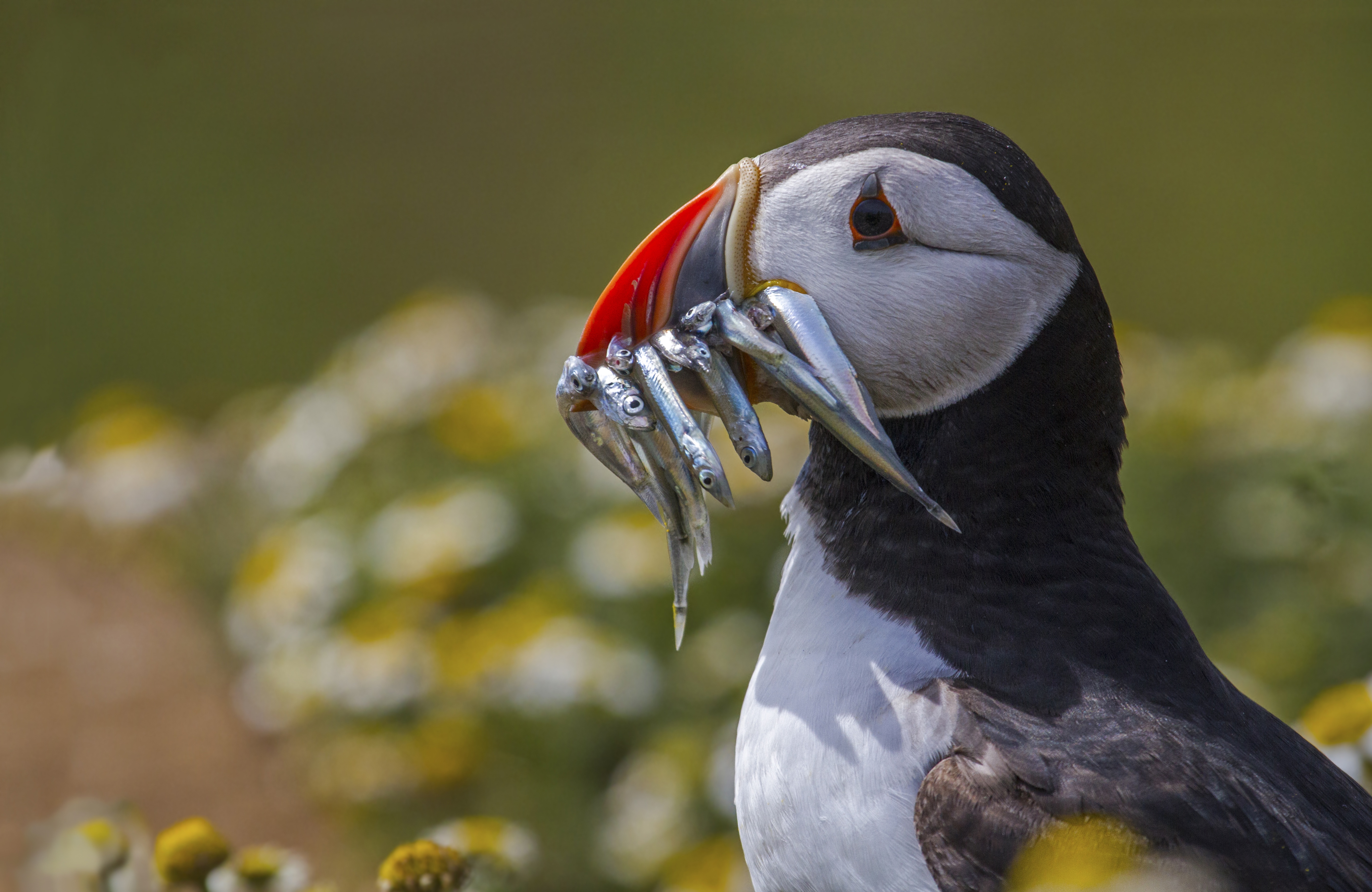 Baixe gratuitamente a imagem Animais, Aves, Papagaio Do Mar na área de trabalho do seu PC