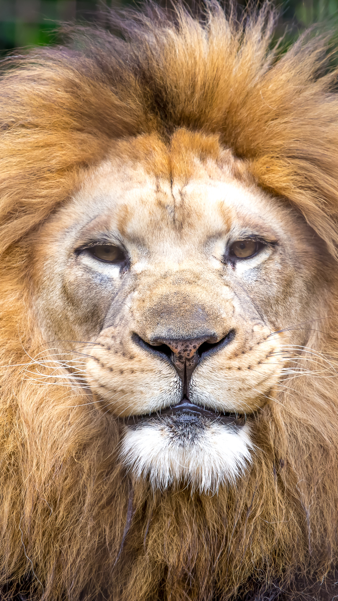 無料モバイル壁紙動物, ライオン, 猫, 閉じるをダウンロードします。