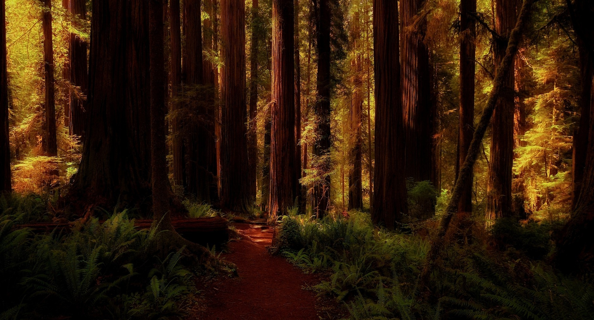 Laden Sie das Dunkel, Wald, Baum, Pfad, Erde/natur, Redwood-Bild kostenlos auf Ihren PC-Desktop herunter