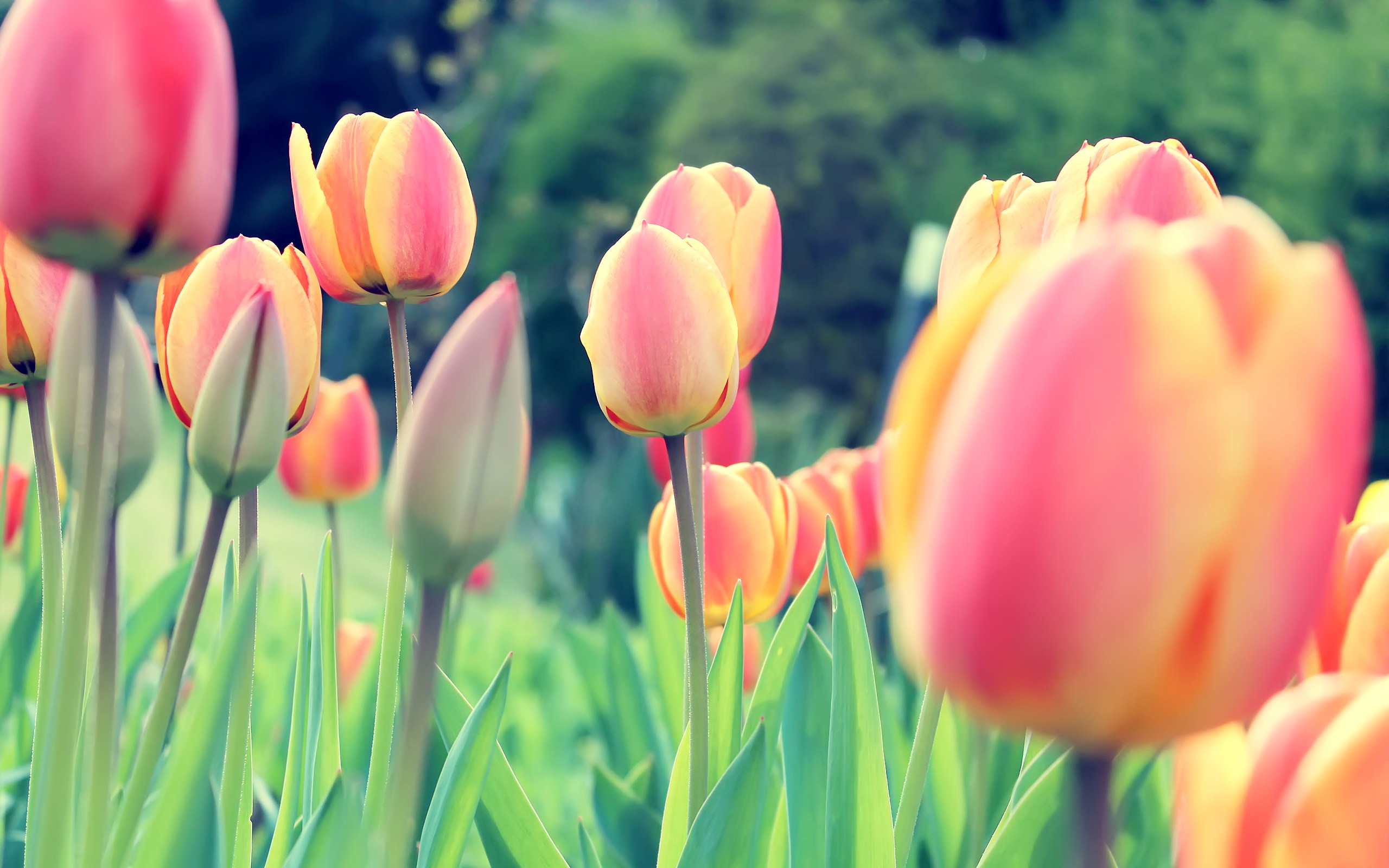 Free download wallpaper Tulip, Flowers, Earth on your PC desktop