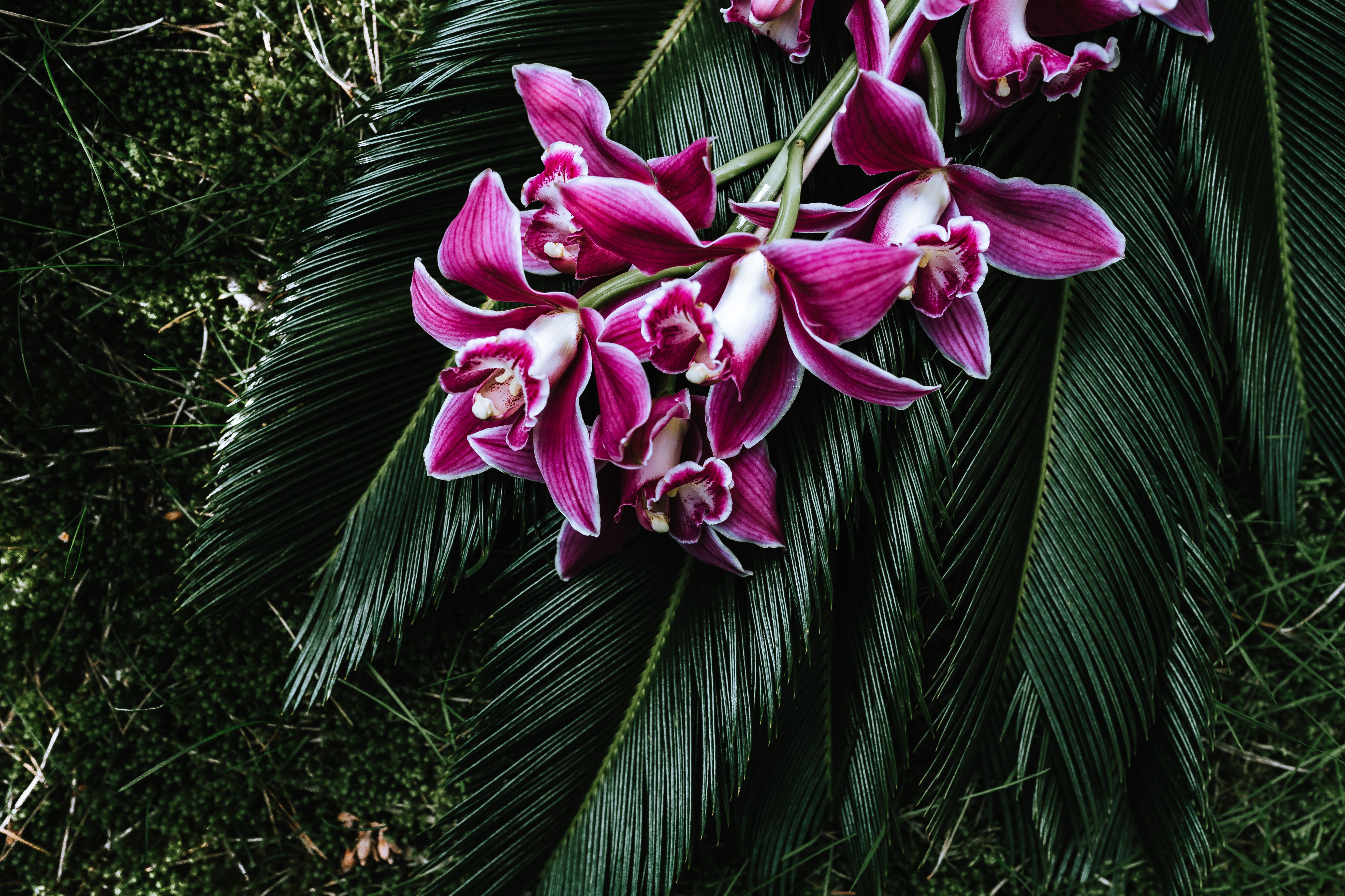 152385 Hintergrundbild herunterladen blumen, strauß, bouquet, tropen, orchidee, orchid, cycad, sagognik - Bildschirmschoner und Bilder kostenlos
