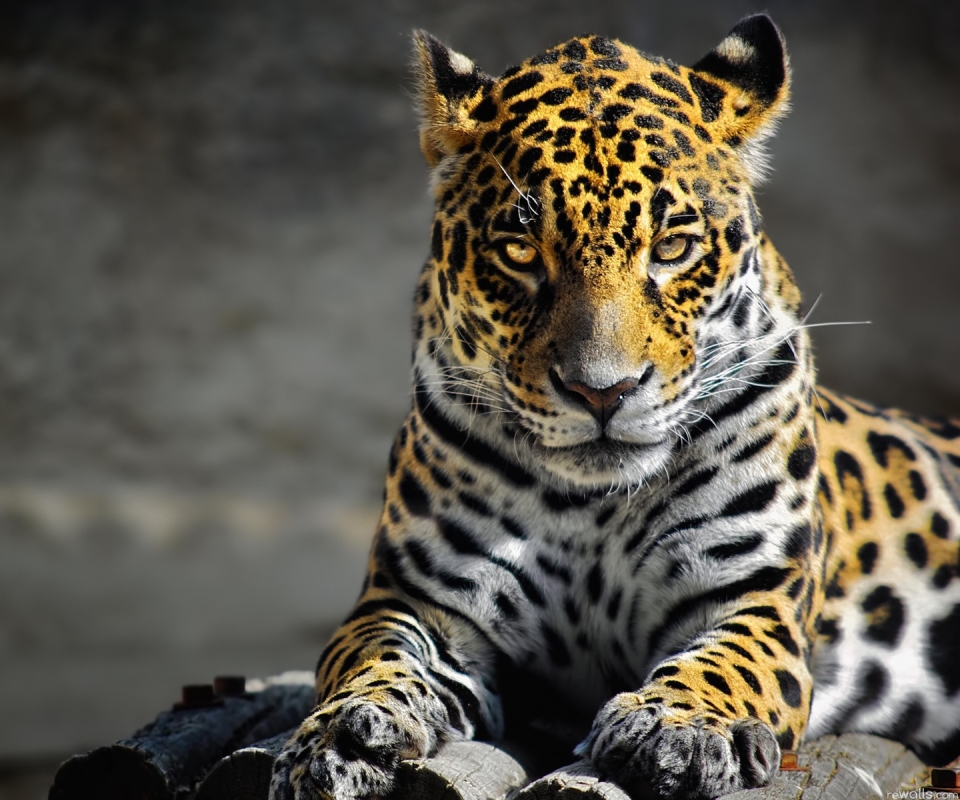 Descarga gratuita de fondo de pantalla para móvil de Animales, Gatos, Leopardo.