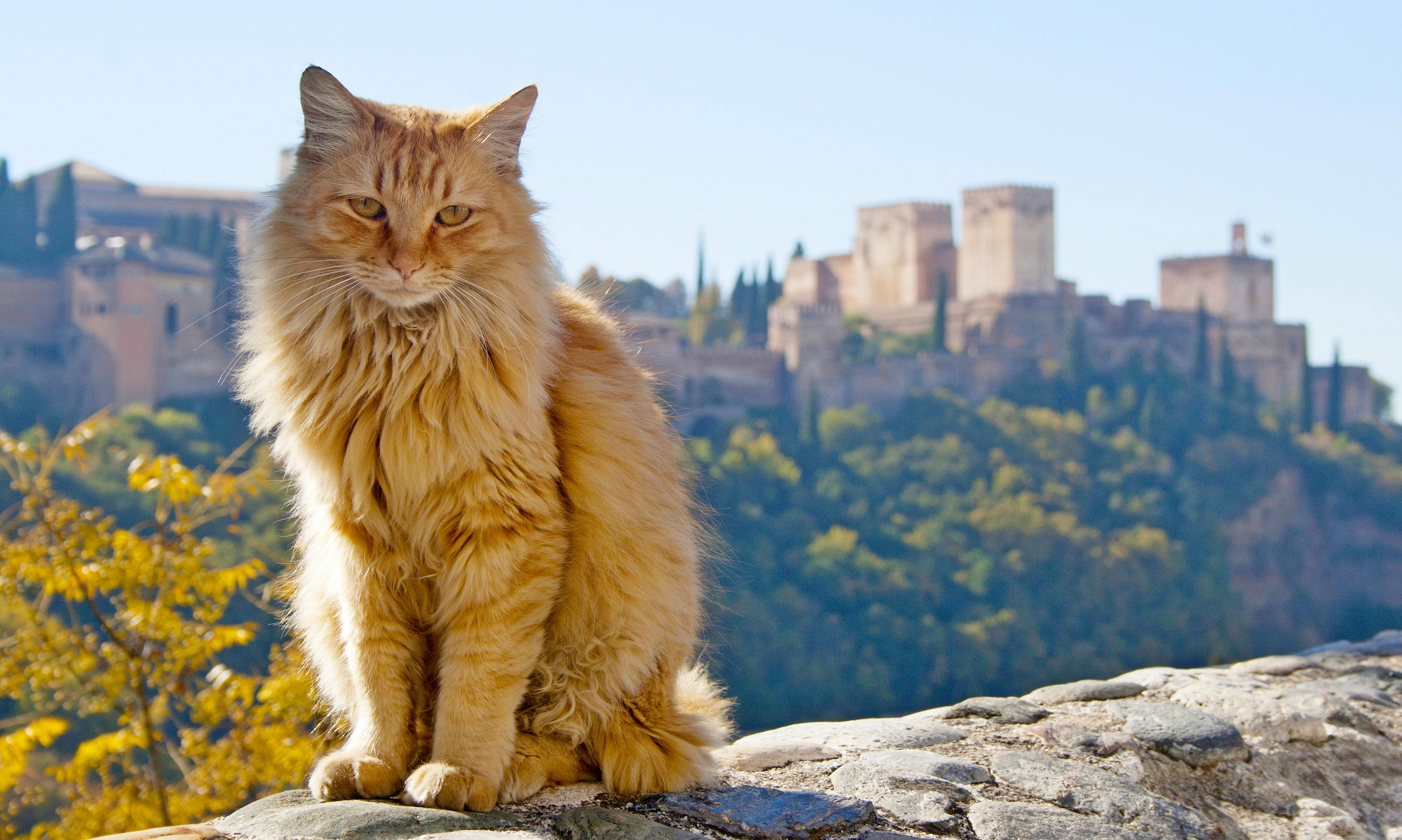 Baixe gratuitamente a imagem Gato, Gatos, Animais na área de trabalho do seu PC