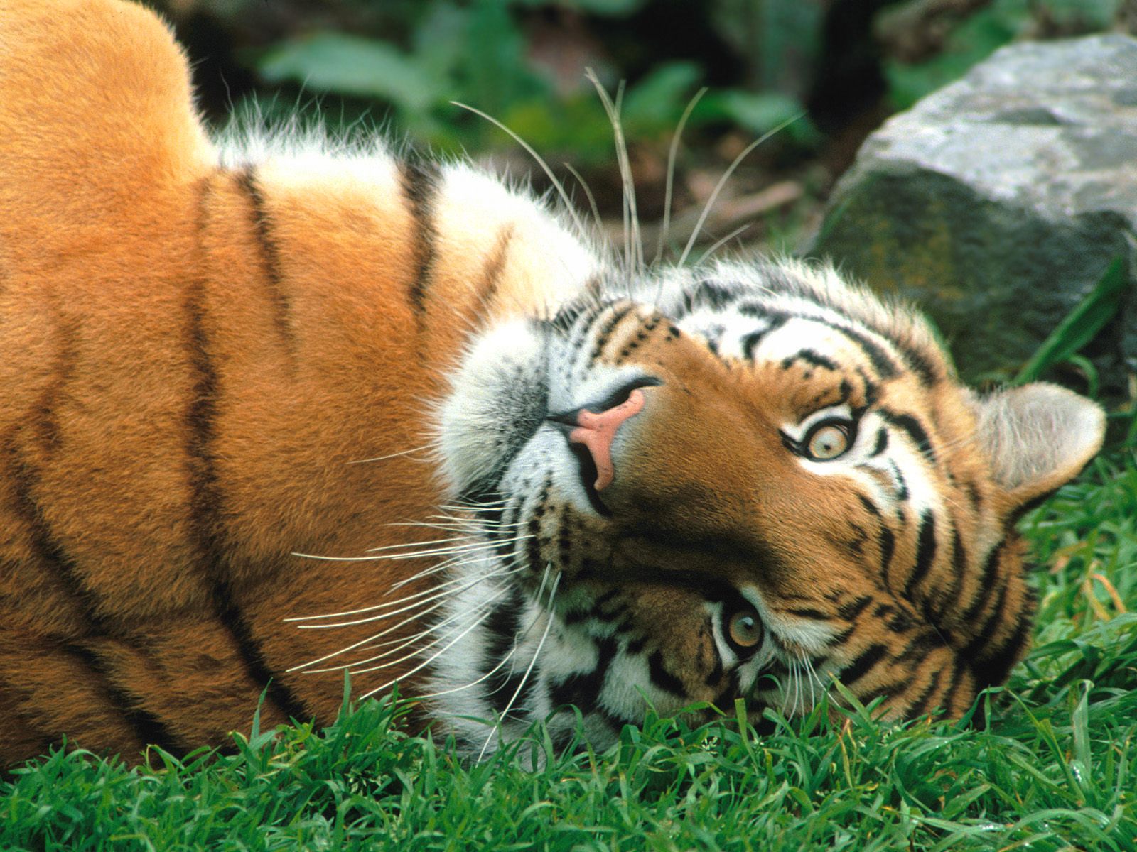 Free download wallpaper Tiger, Animal on your PC desktop