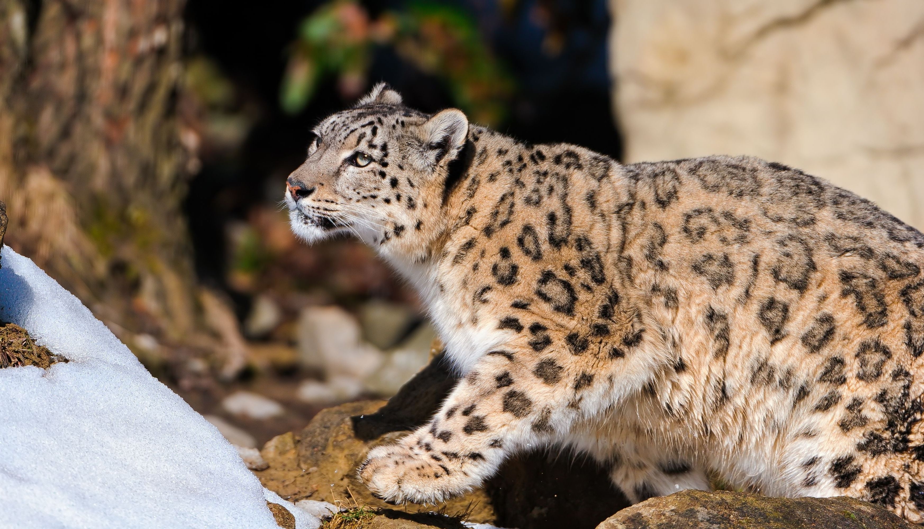105380 télécharger l'image snow leopard, animaux, neige, se coucher, mensonge, cacher, chasse, chasser, se cacher - fonds d'écran et économiseurs d'écran gratuits