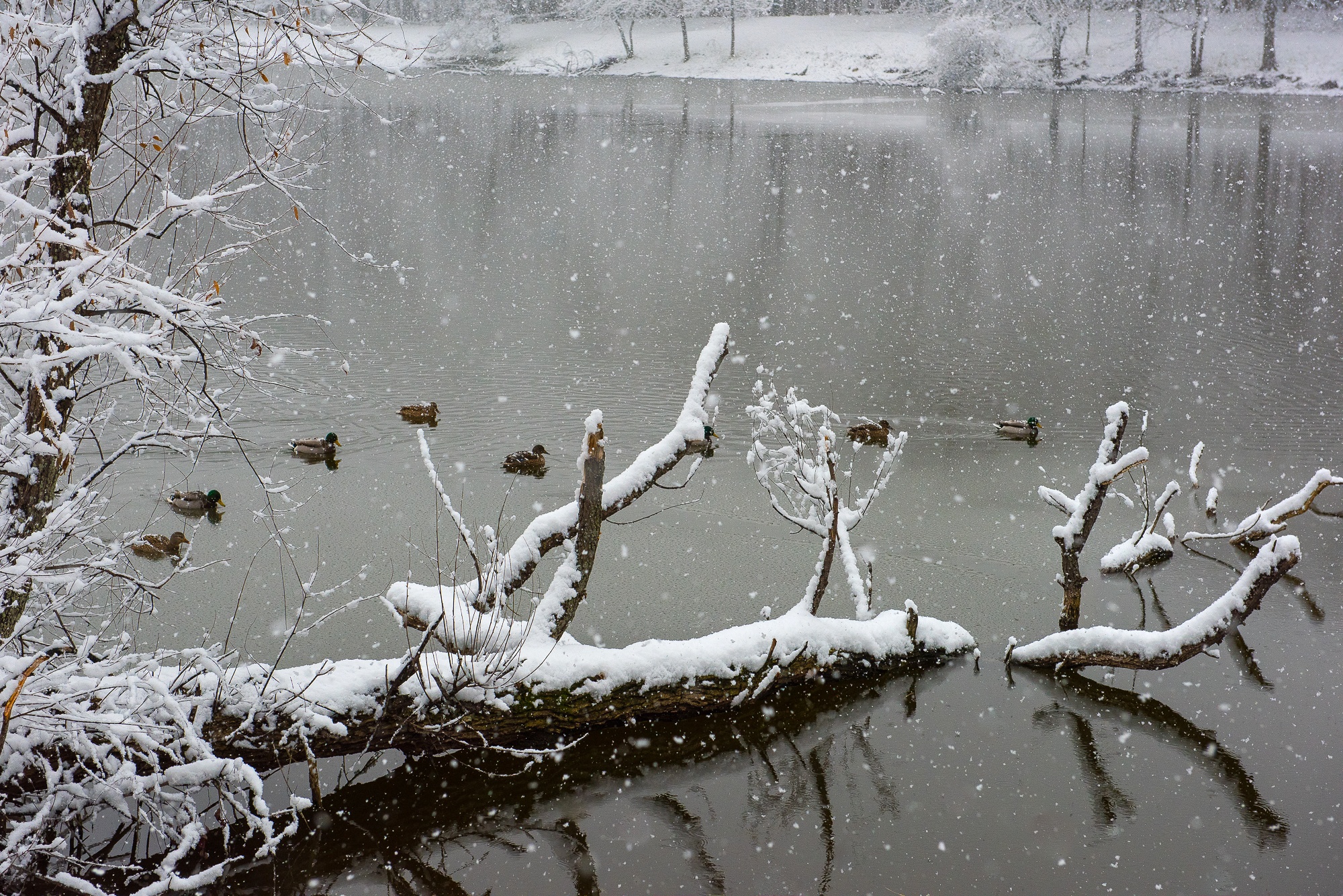 PCデスクトップに冬, 自然, 鳥, アヒル, 雪, 湖, 地球, 降雪画像を無料でダウンロード
