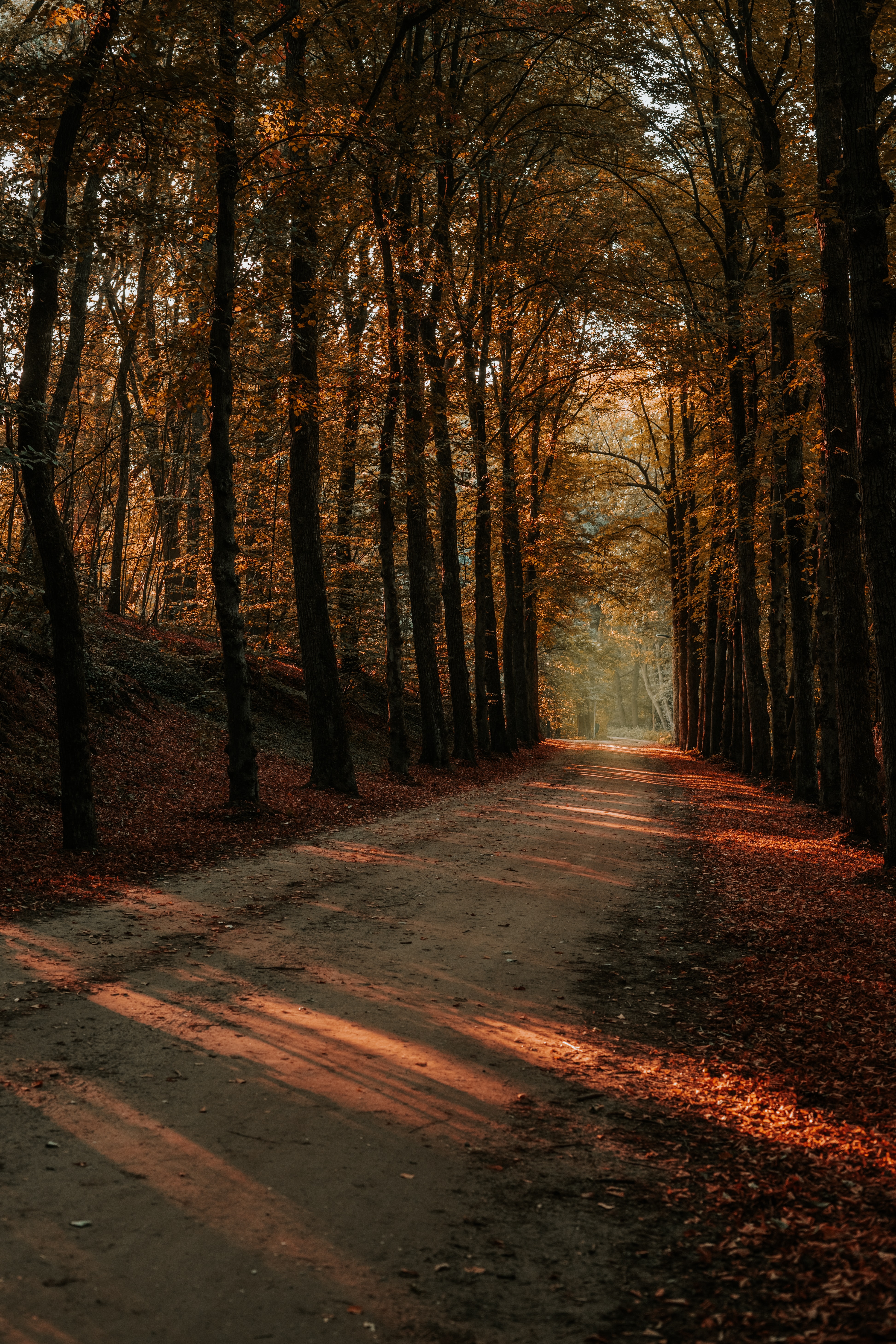 desktop Images autumn, alley, nature, trees, beams, rays, road