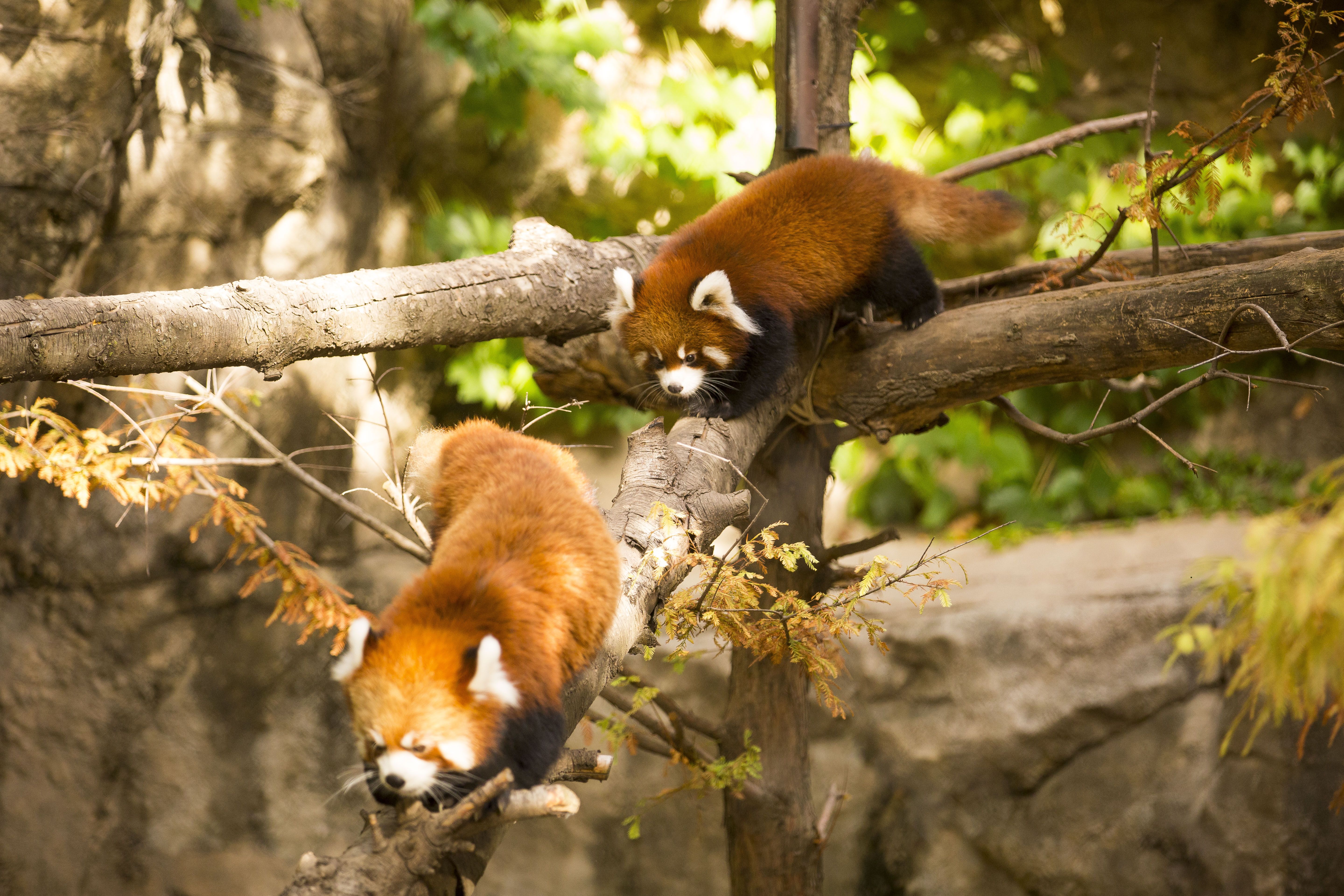 739341 скачать обои красная панда, животные, чикаго, зоопарк - заставки и картинки бесплатно