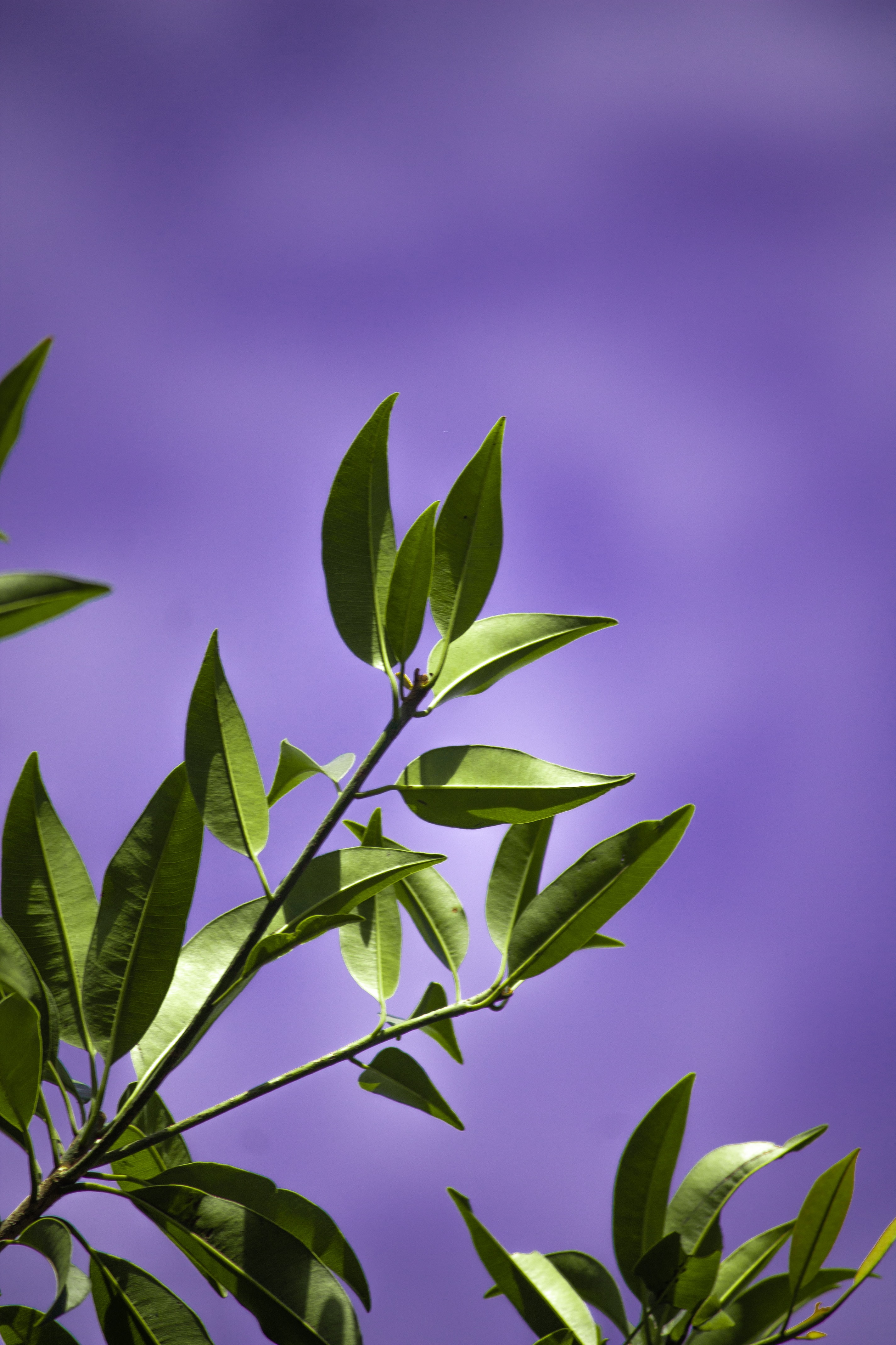 Free download wallpaper Miscellanea, Miscellaneous, Leaves, Violet, Branch, Background, Purple on your PC desktop