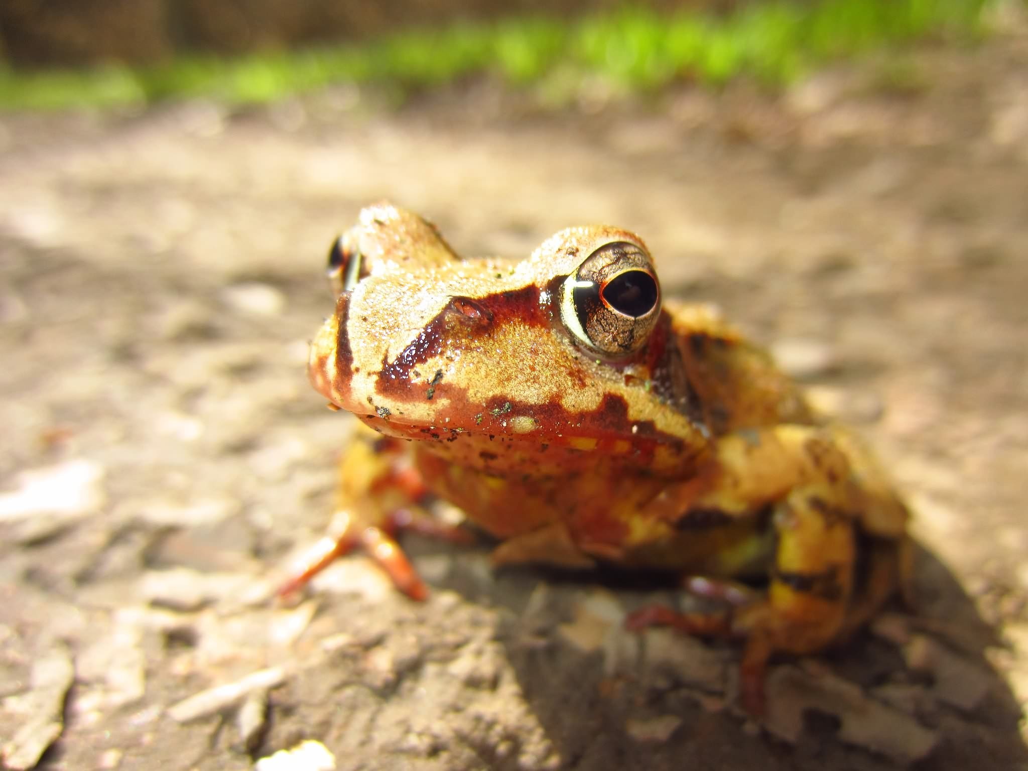 Free download wallpaper Animal, Toad on your PC desktop
