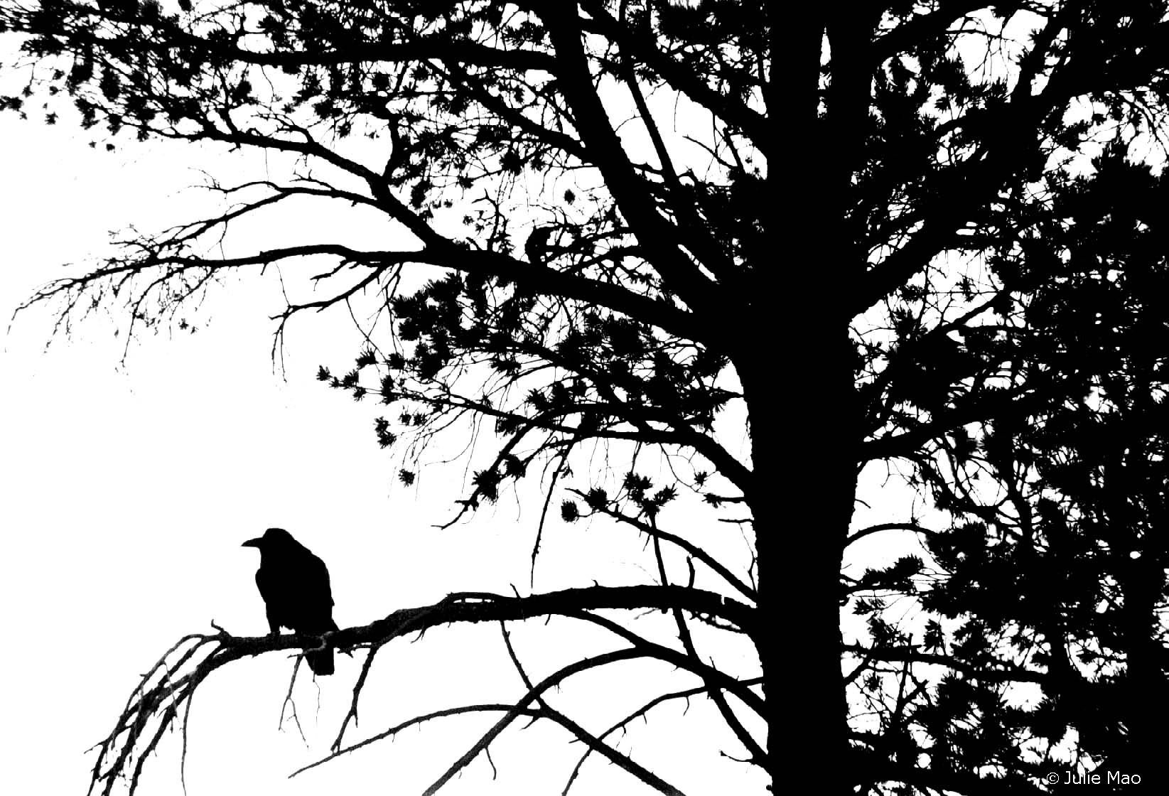crow, animal, black & white