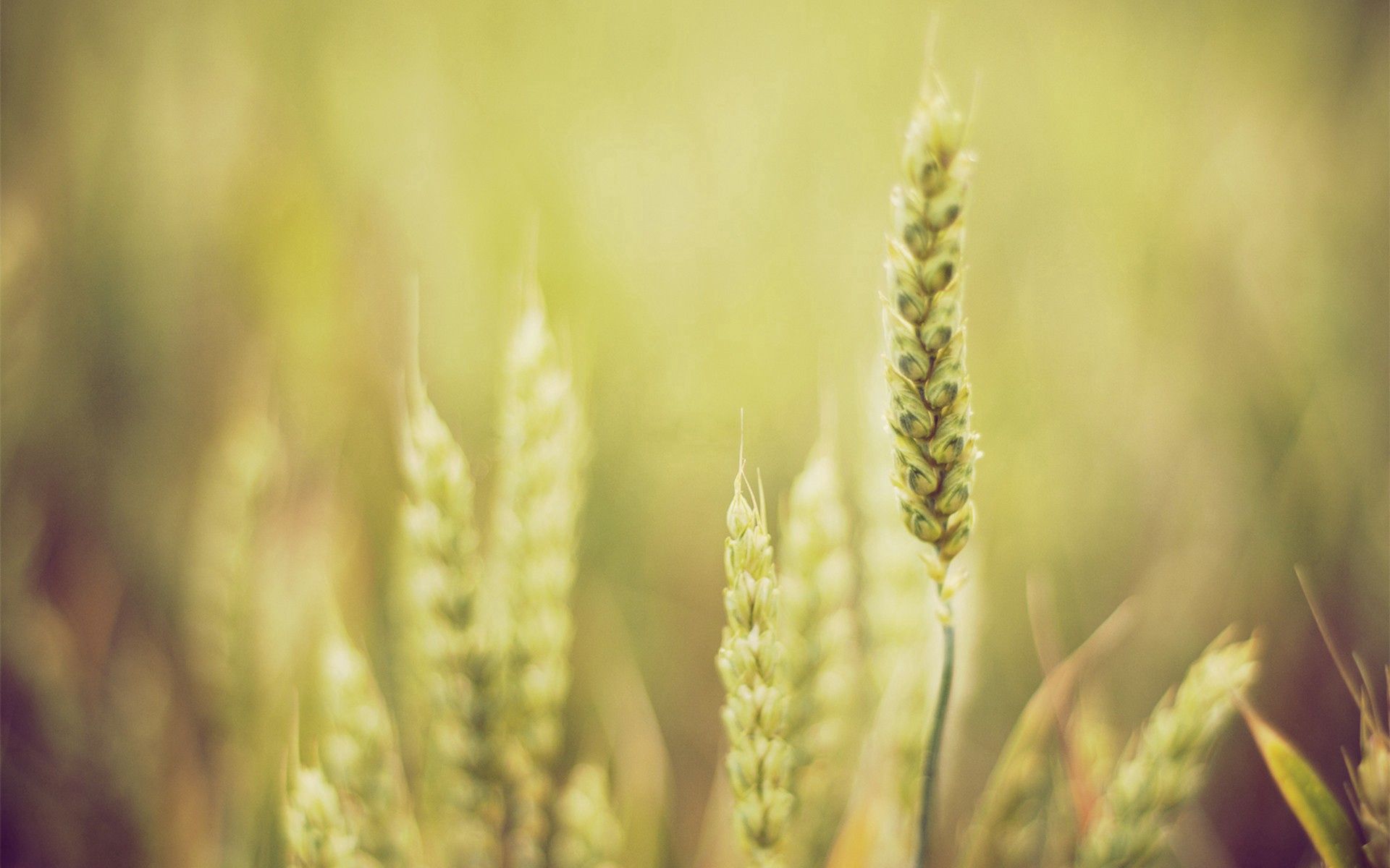 Download mobile wallpaper Grass, Macro, Smooth, Shine, Plant, Light, Blur for free.