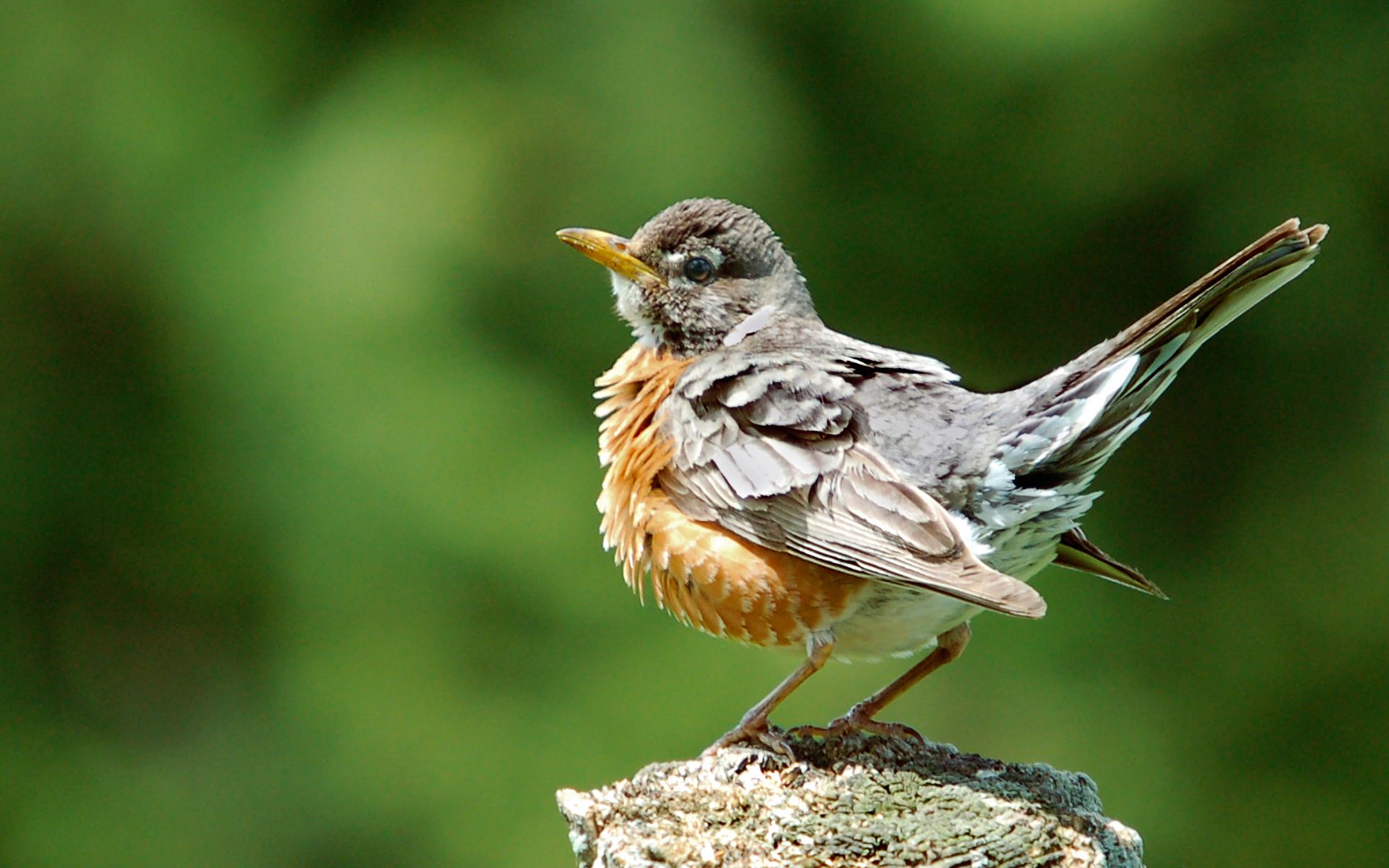 Descarga gratuita de fondo de pantalla para móvil de Ave, Aves, Animales.