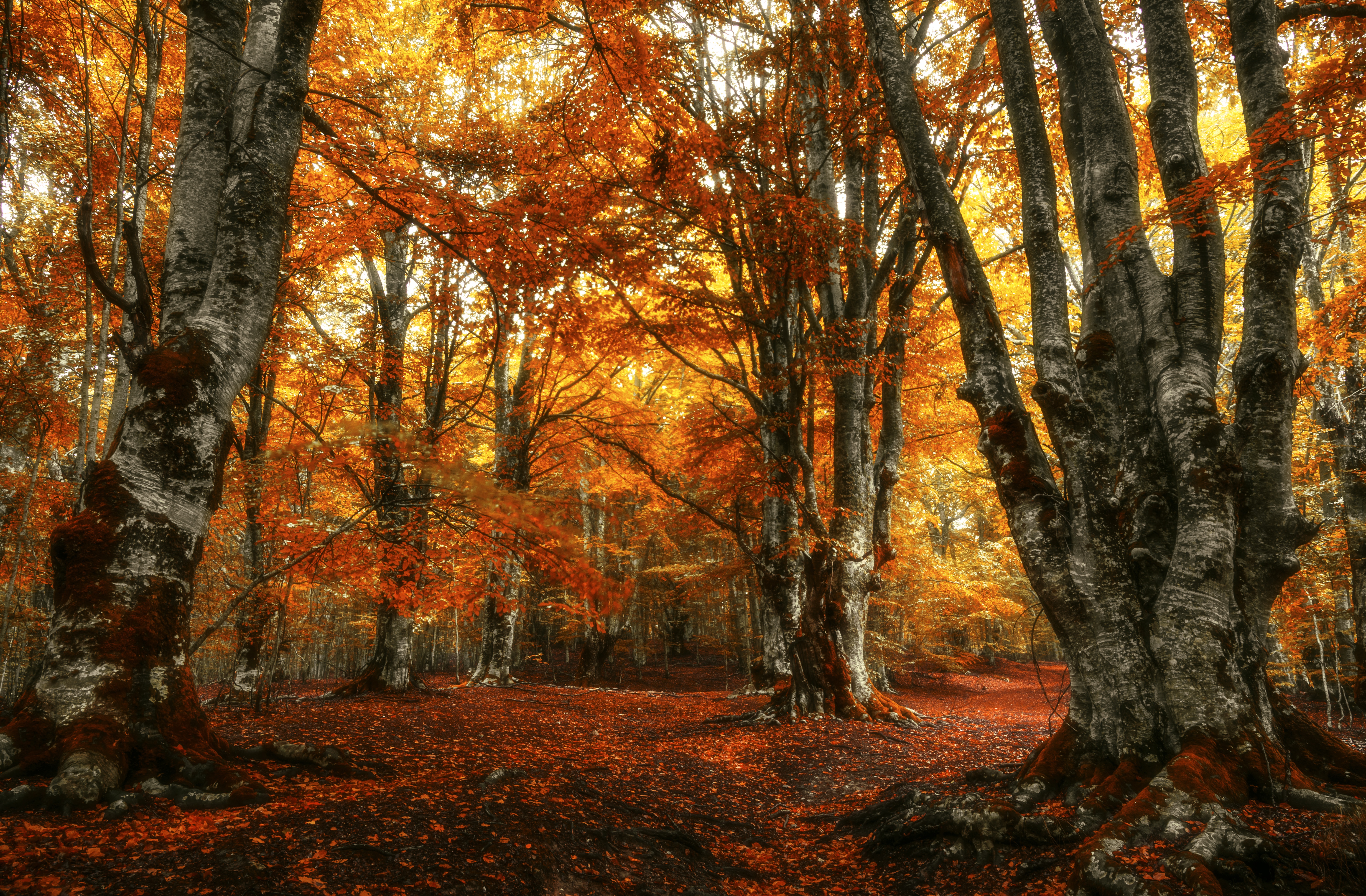 無料モバイル壁紙自然, 秋, 森, 地球をダウンロードします。