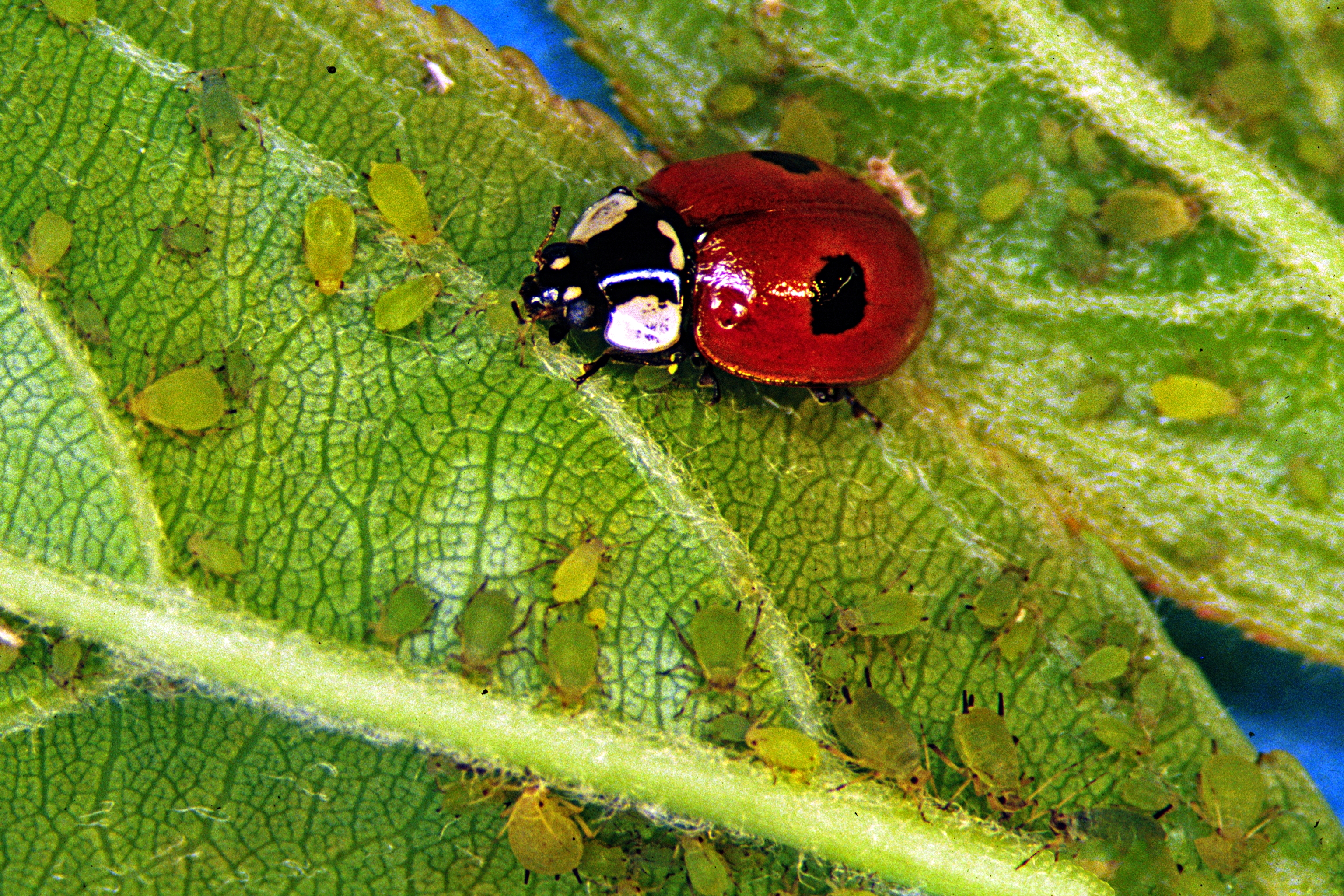 Descarga gratuita de fondo de pantalla para móvil de Animales, Insecto.