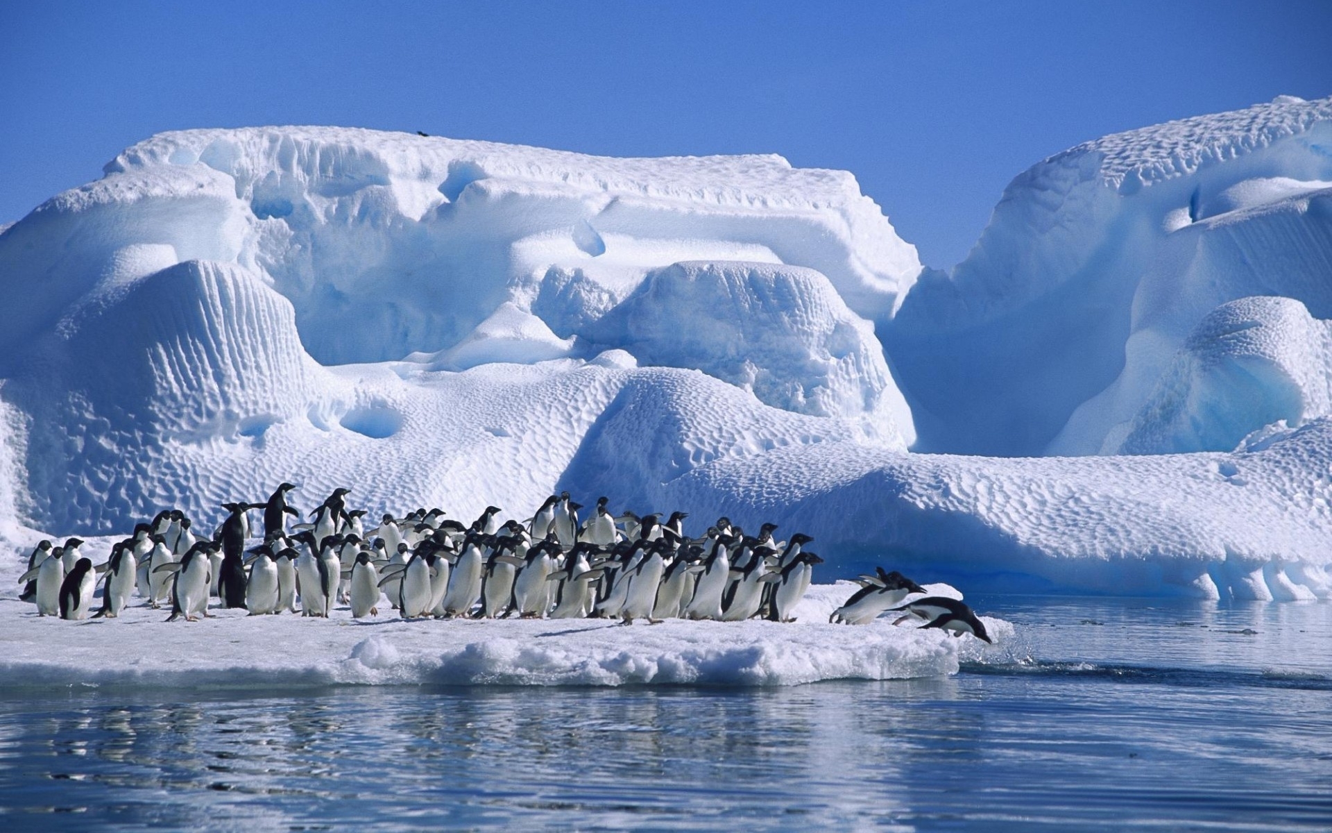 Baixar papel de parede para celular de Pinguim, Aves, Animais gratuito.