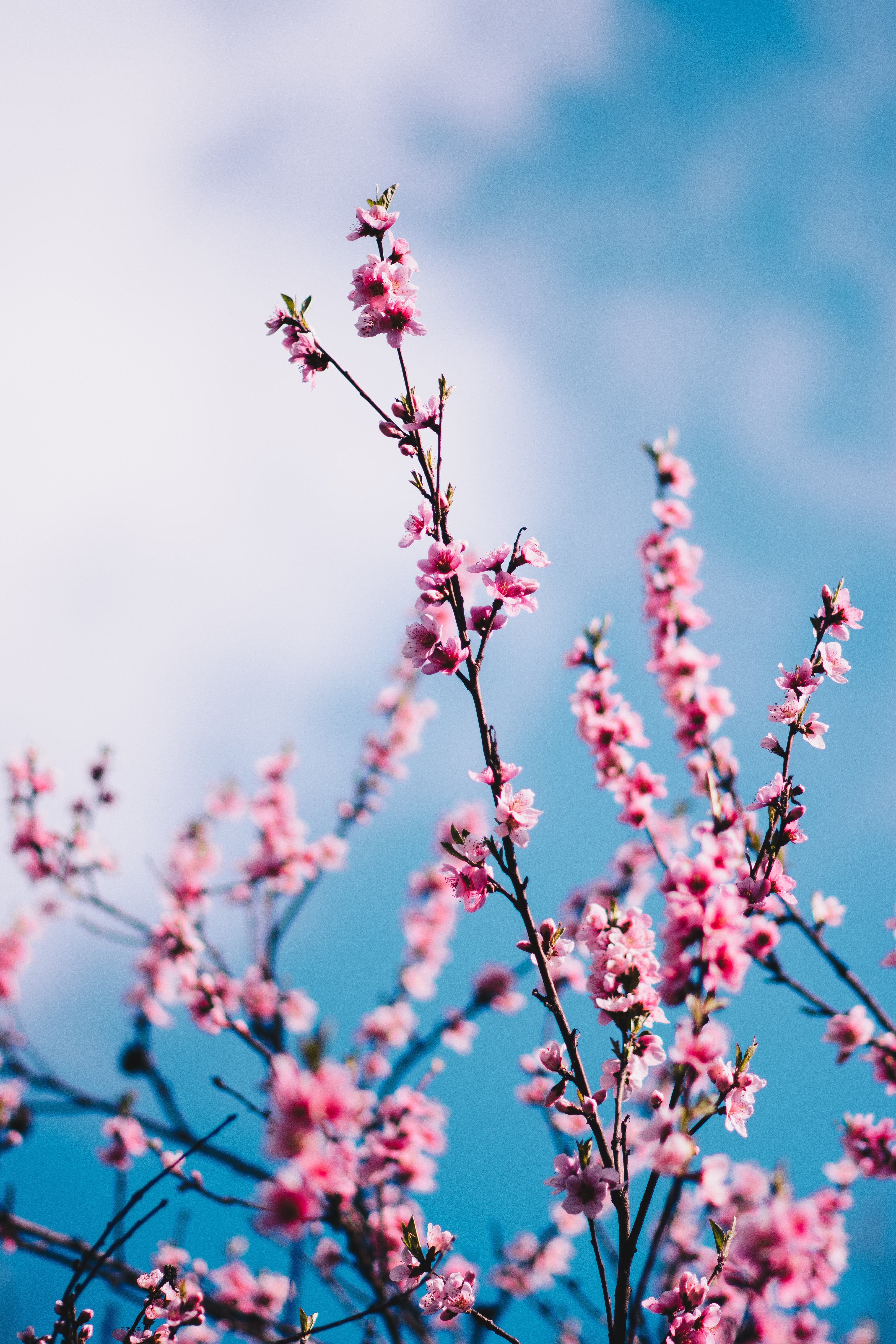 spring, branches, sakura, clouds, flowers, sky