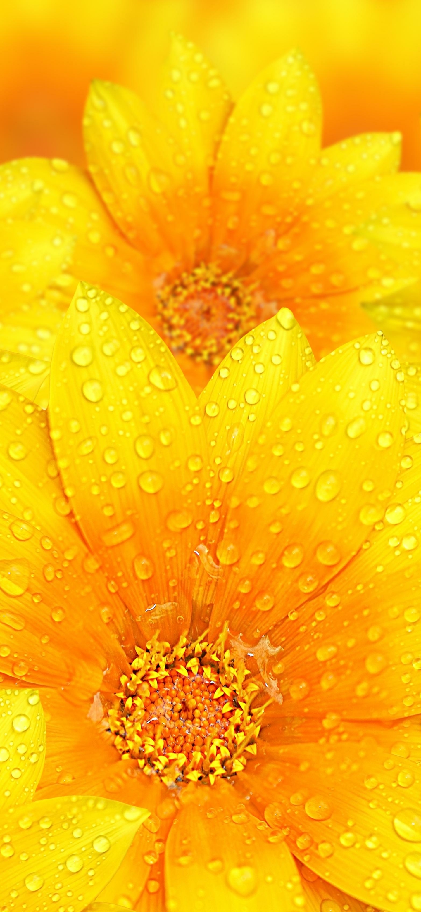 Download mobile wallpaper Flowers, Flower, Earth, Raindrops for free.