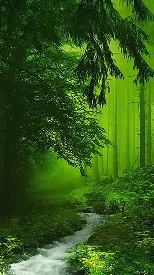 無料モバイル壁紙自然, 木, 森, 霧, 地球, ストリームをダウンロードします。