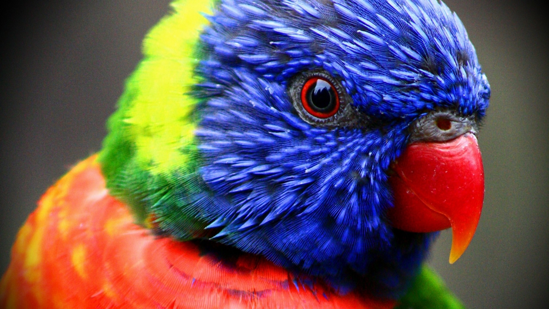 262517 descargar fondo de pantalla animales, loro arcoiris, aves: protectores de pantalla e imágenes gratis