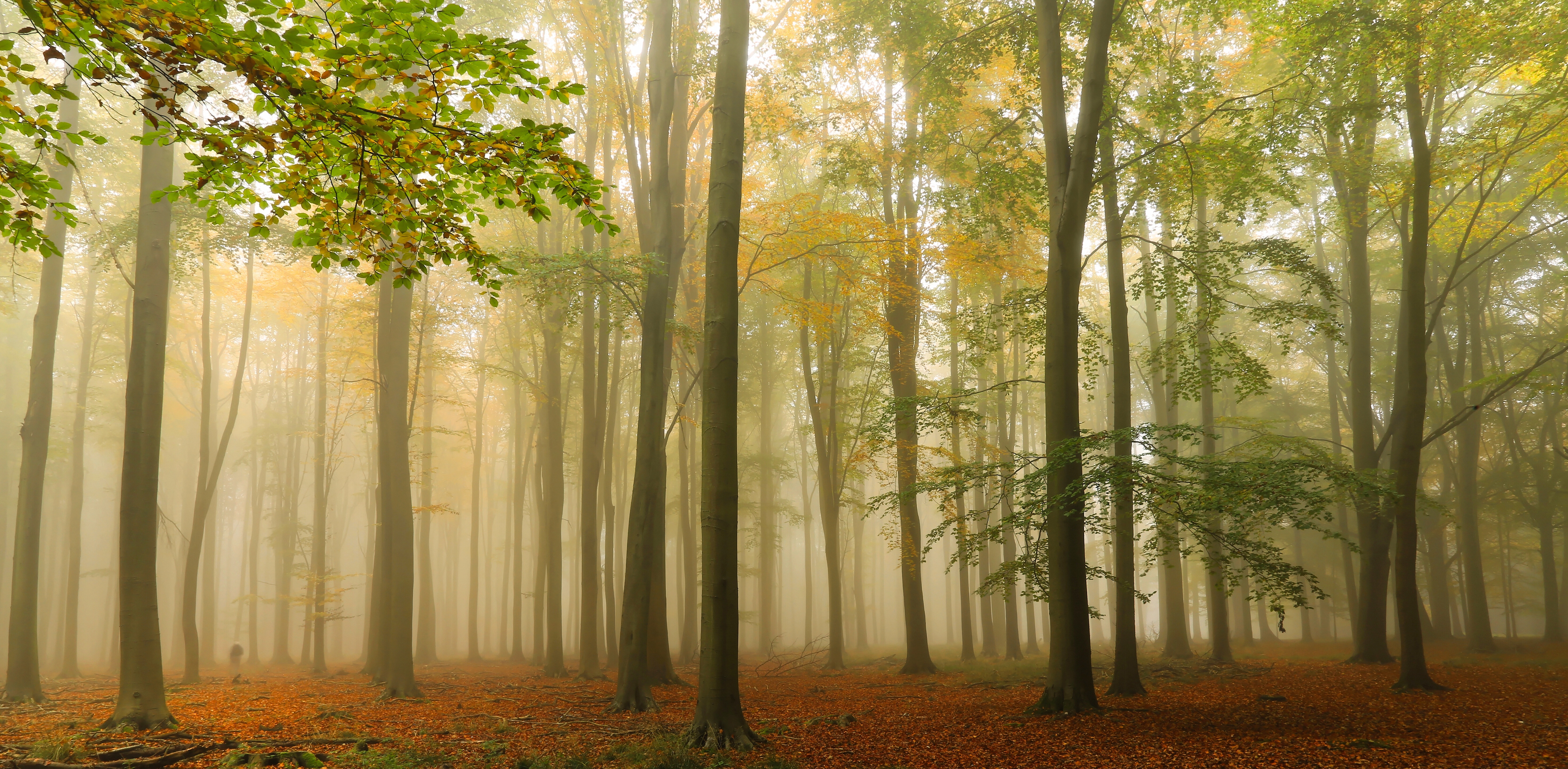 Free download wallpaper Nature, Forest, Tree, Fog, Earth on your PC desktop