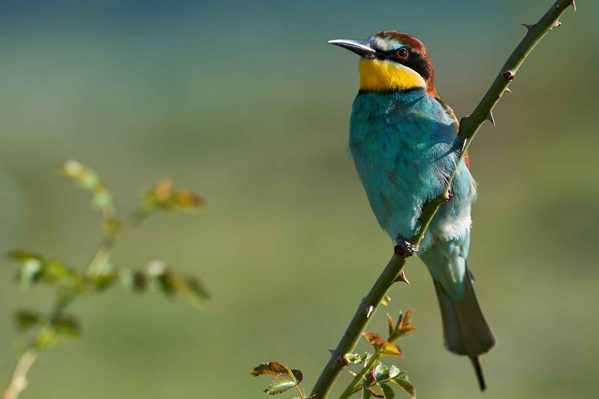 520130 Hintergrundbild herunterladen tiere, europäischer bienenfresser, vögel - Bildschirmschoner und Bilder kostenlos